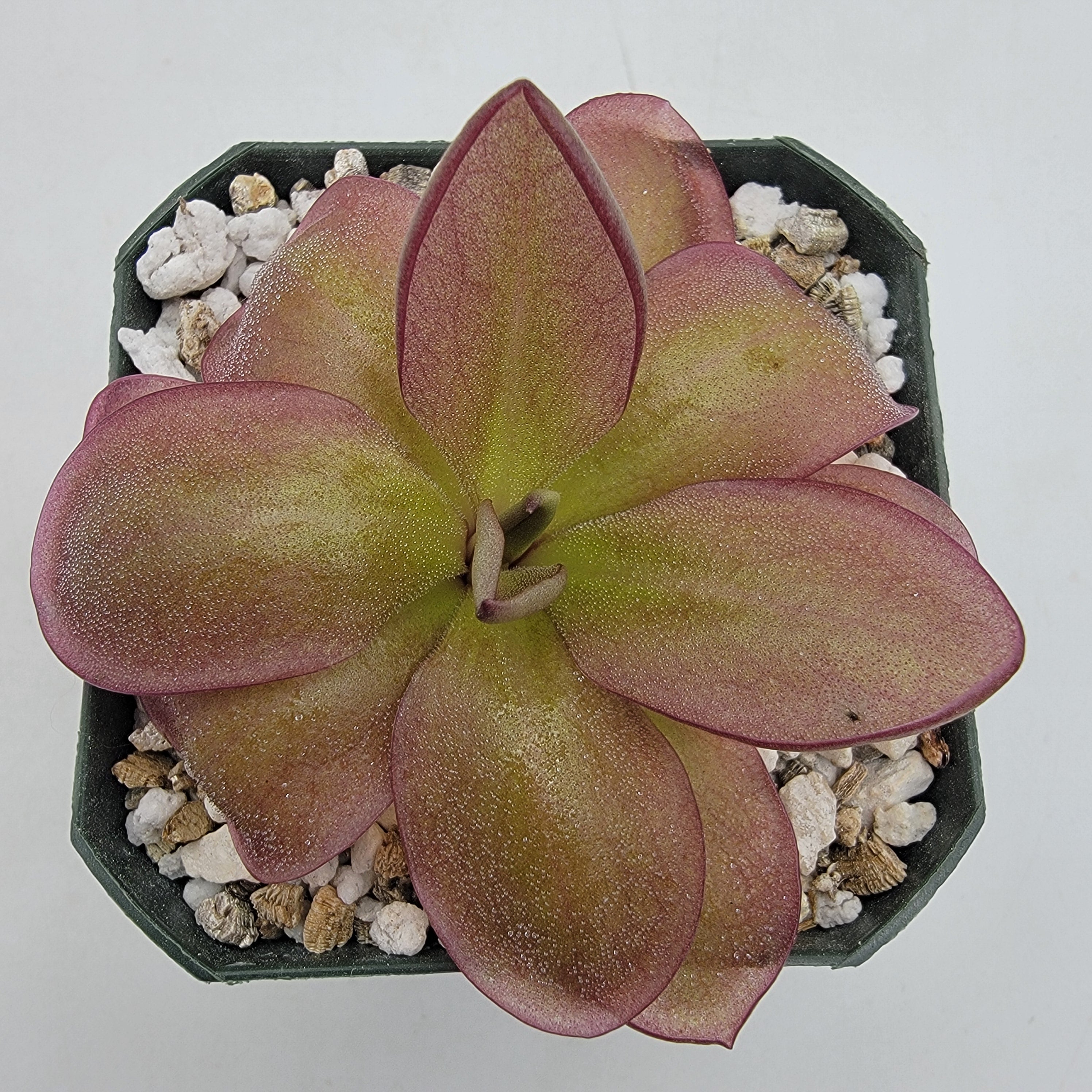 Pinguicula moranensis {Veracruz} x laueana 'Undulate Geranium Flower' -Butterworts -Rainbow Carnivorous Plants LLC