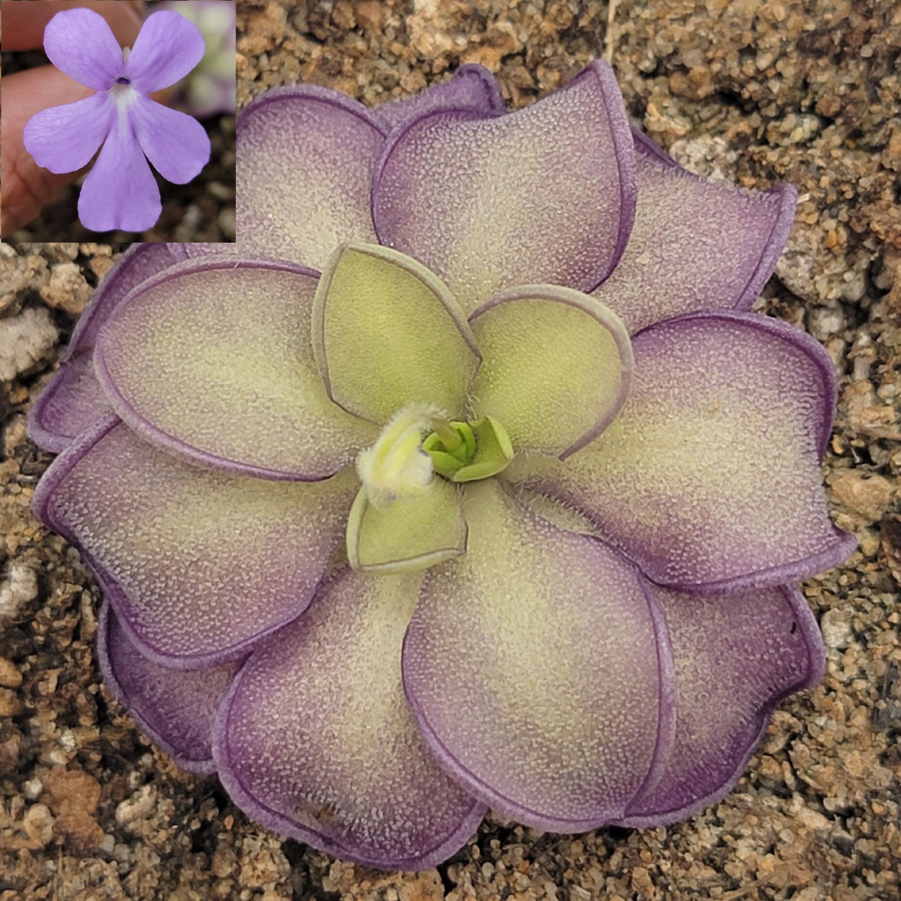 Pinguicula moranensis var. alba x cyclosecta -Butterworts -Rainbow Carnivorous Plants LLC
