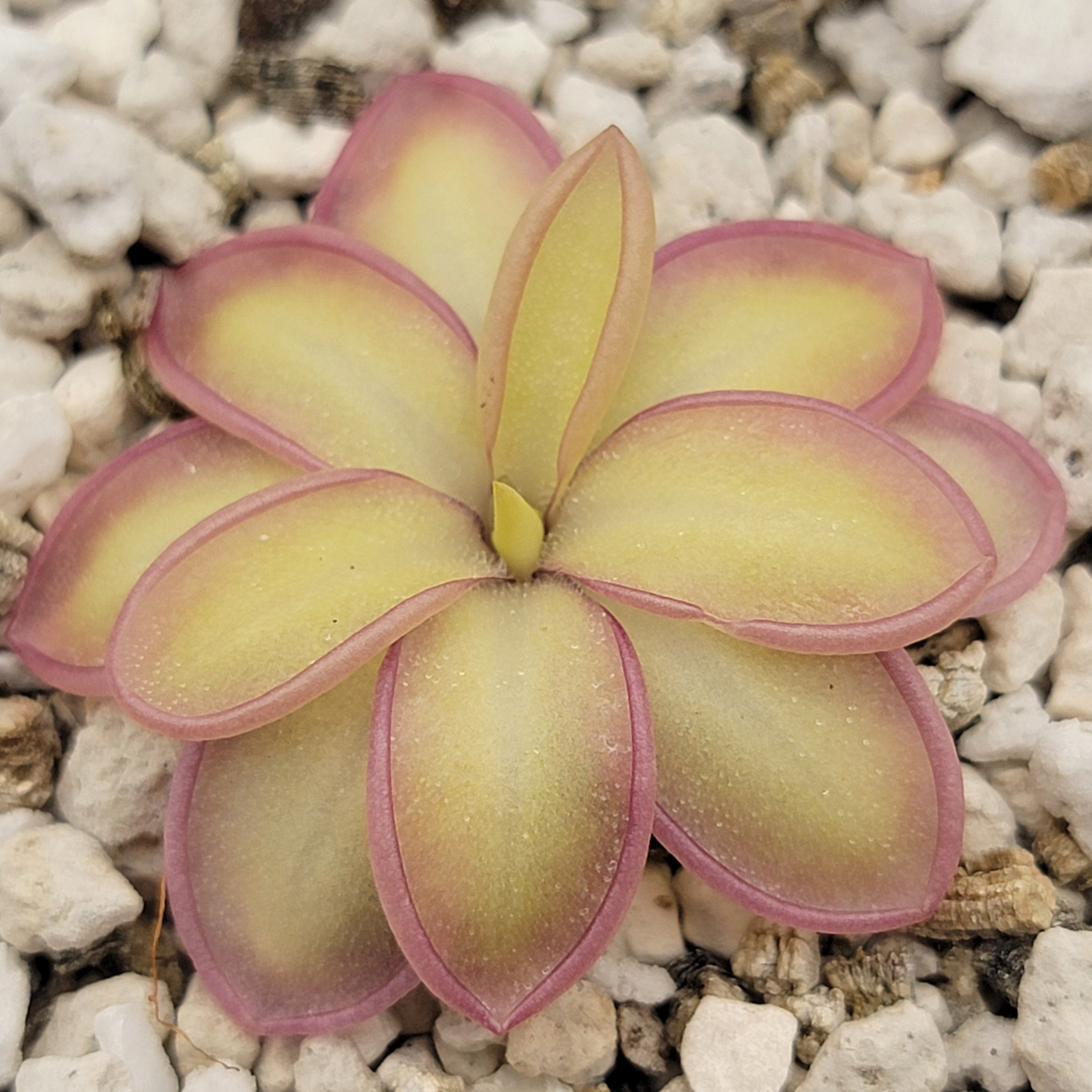 Pinguicula moranensis var. alba x emarginata -Butterworts -Rainbow Carnivorous Plants LLC