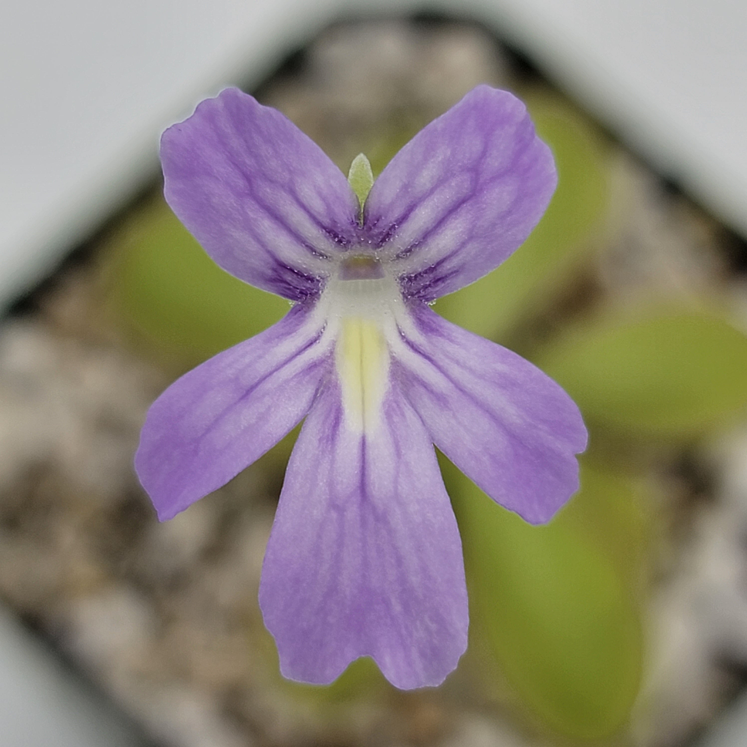 Pinguicula moranensis var. alba x emarginata -Butterworts -Rainbow Carnivorous Plants LLC