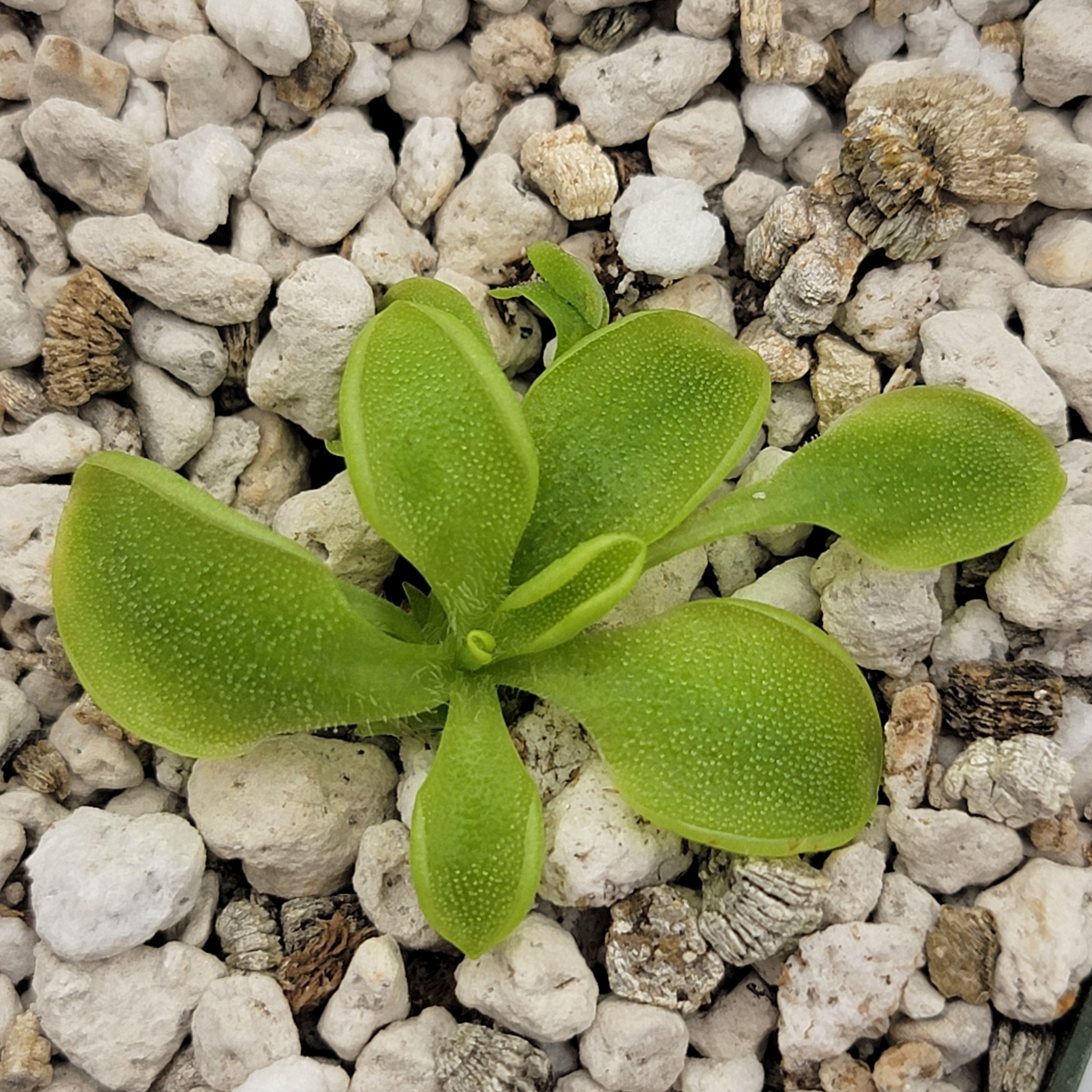 Pinguicula oblongiloba {Patzcuaro, Michoacan} -Butterworts -Rainbow Carnivorous Plants LLC