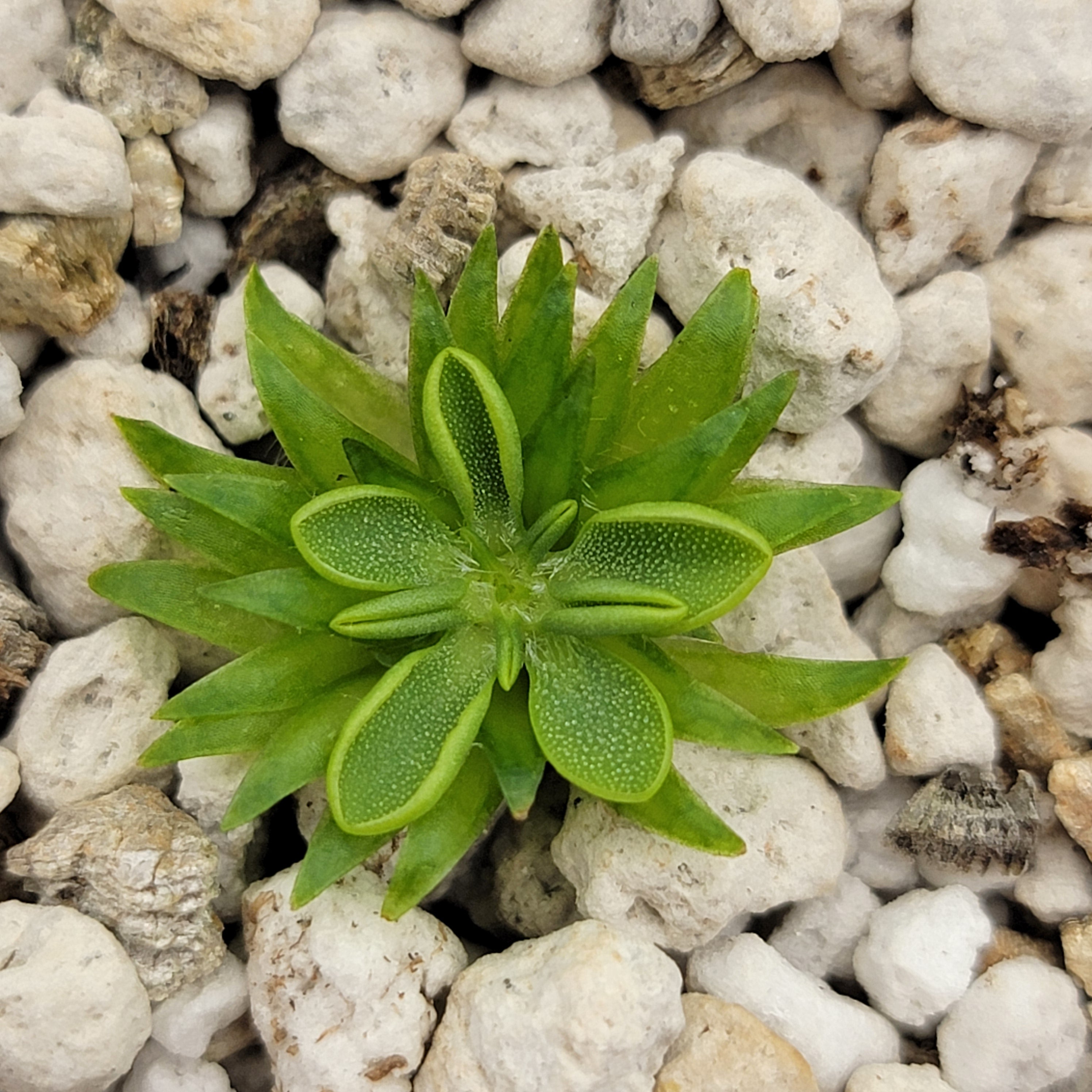 Pinguicula oblongiloba {Patzcuaro, Michoacan} -Butterworts -Rainbow Carnivorous Plants LLC