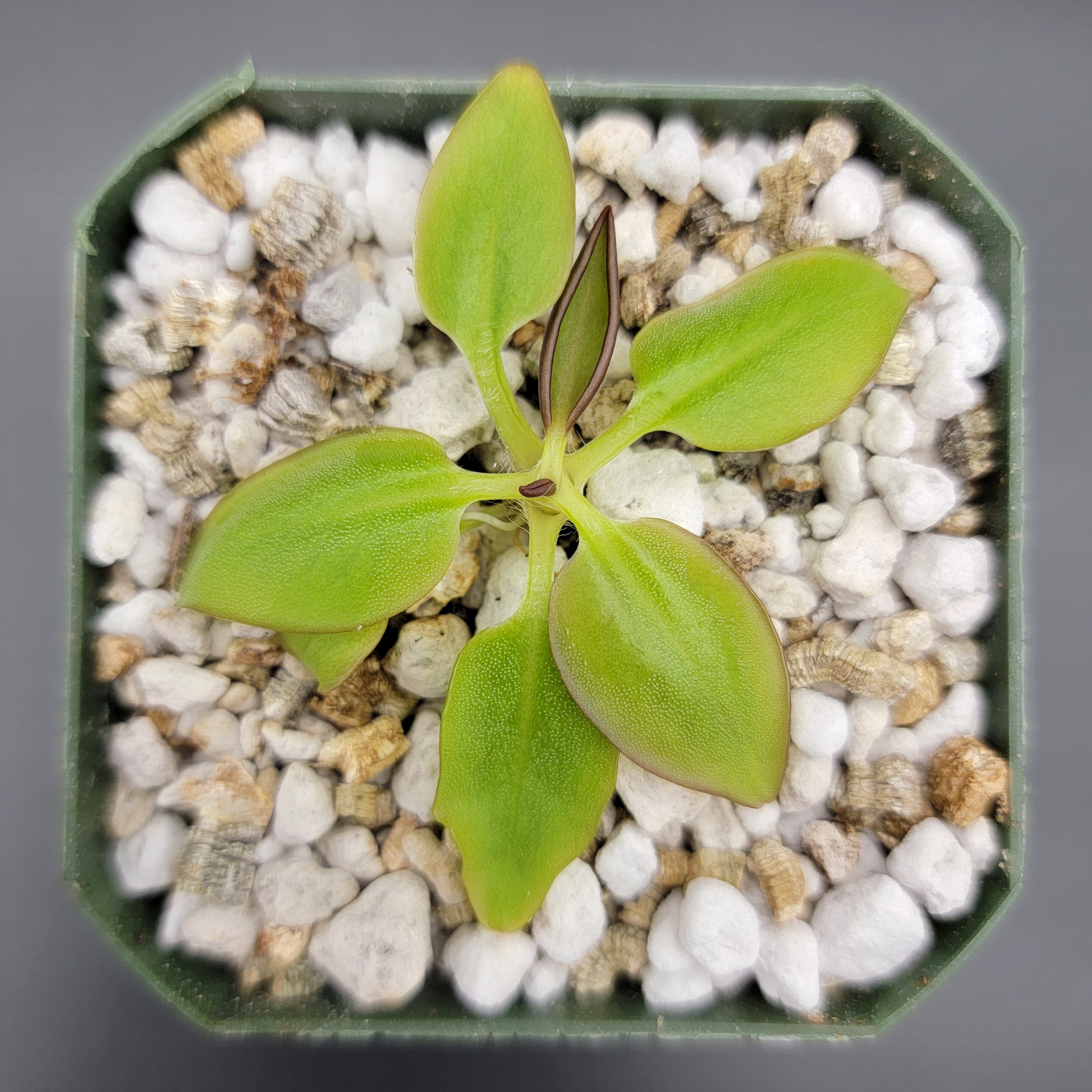 Pinguicula parvifolia - Rainbow Carnivorous Plants LLC