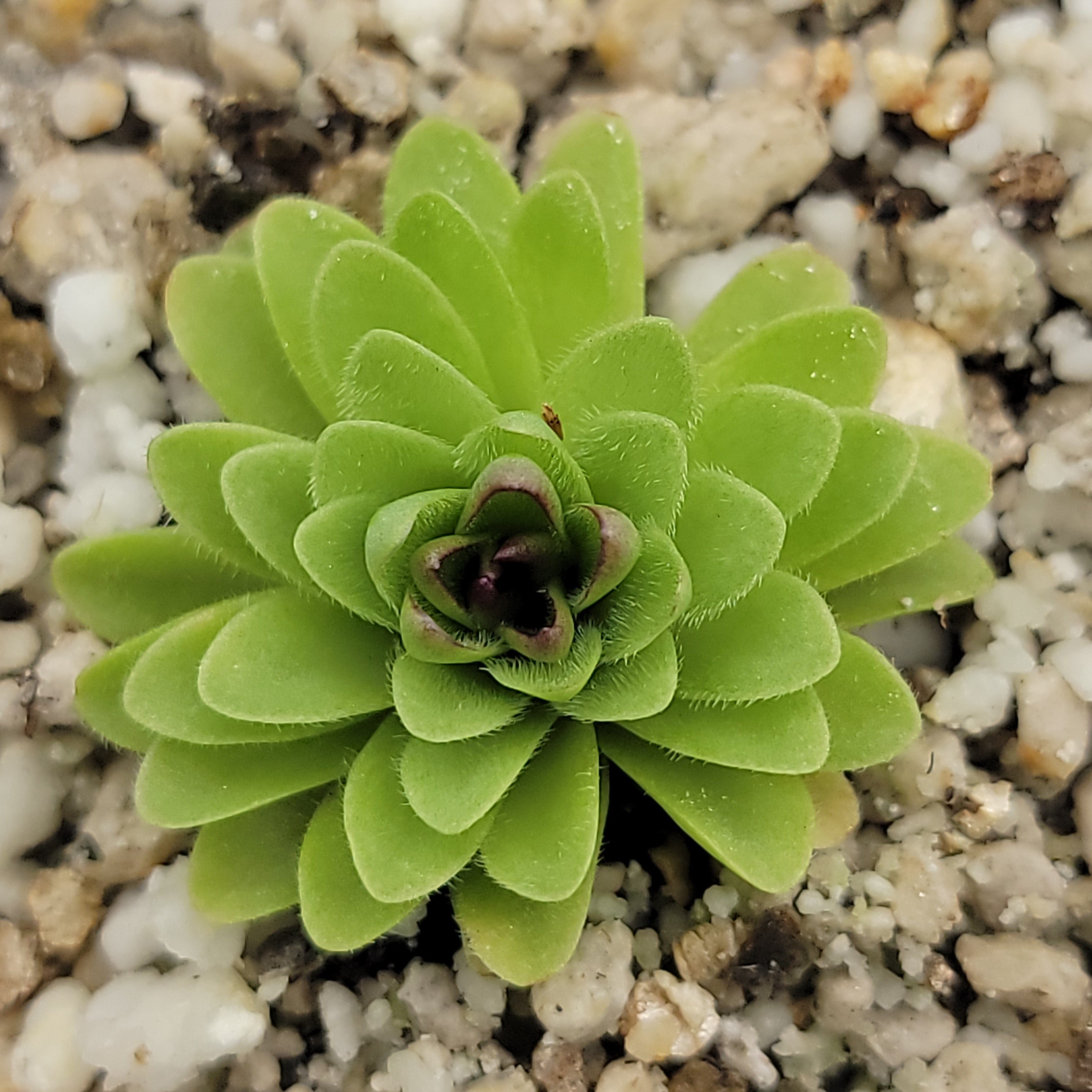 Pinguicula potosiensis -Butterworts -Rainbow Carnivorous Plants LLC