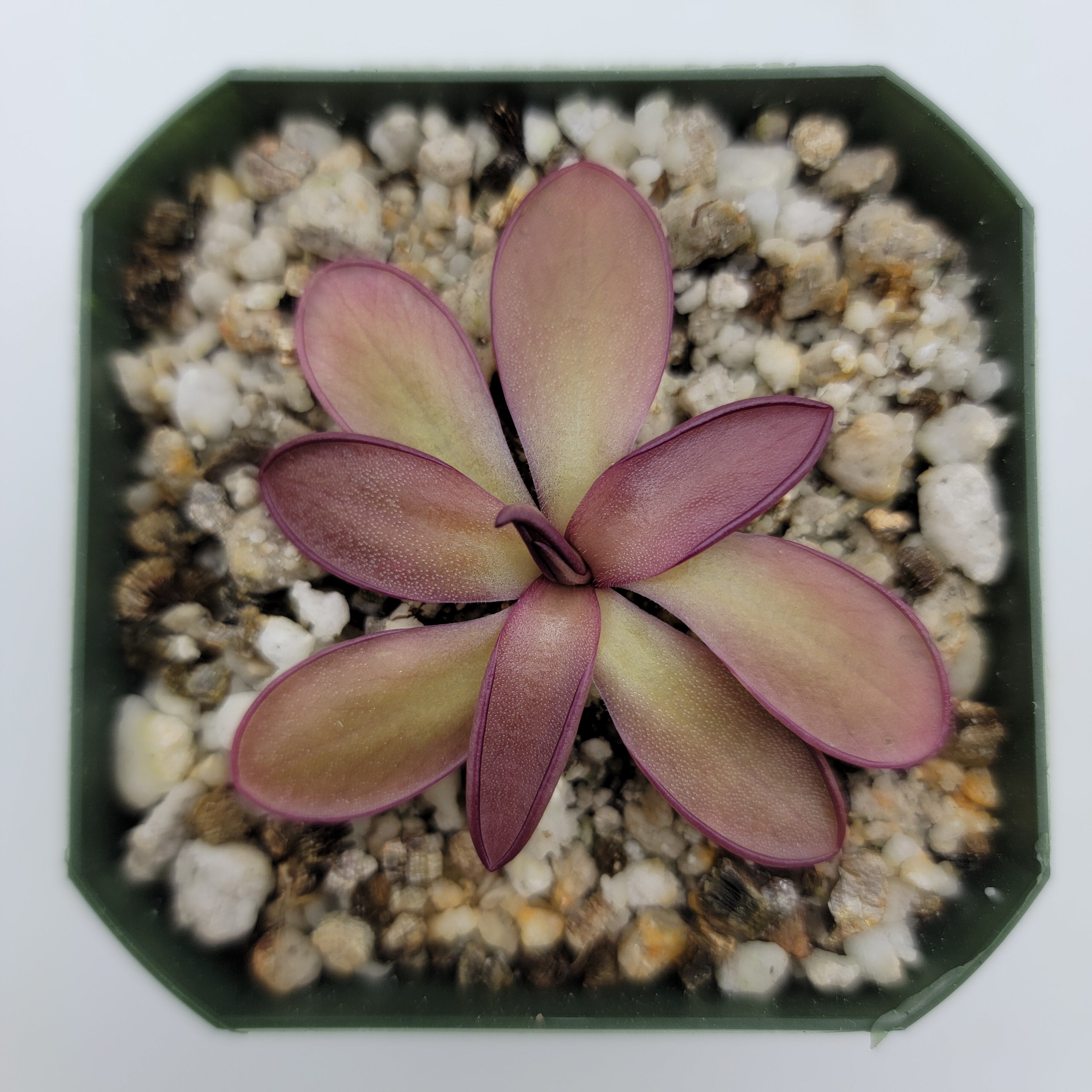 Pinguicula potosiensis -Butterworts -Rainbow Carnivorous Plants LLC
