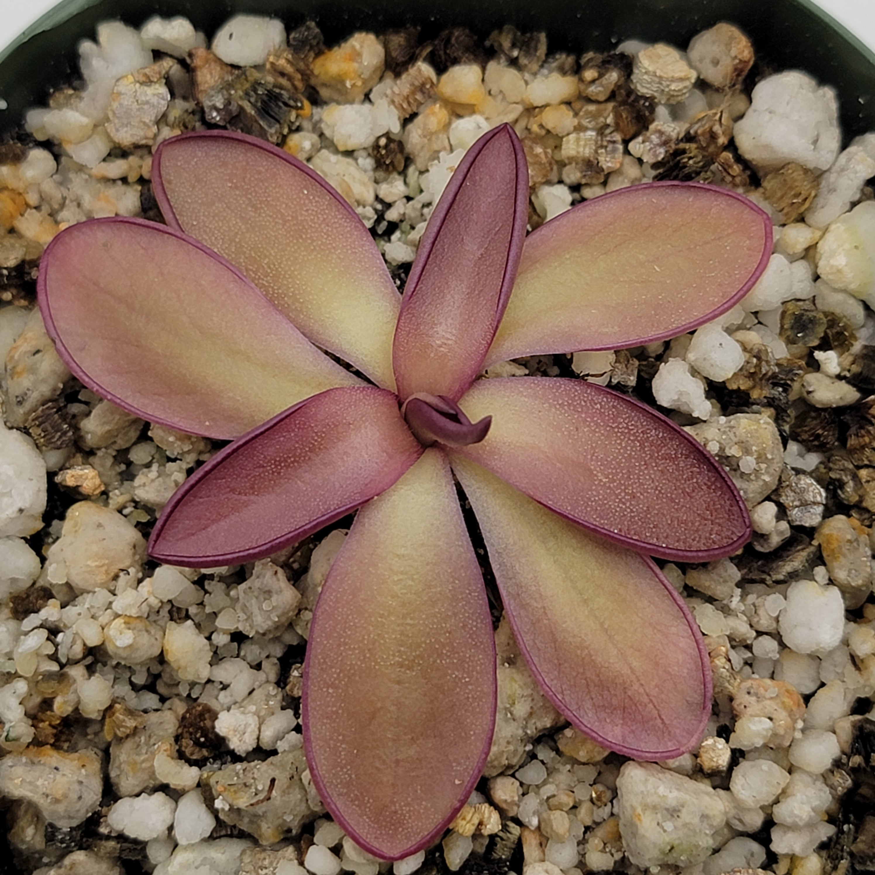 Pinguicula potosiensis - Rainbow Carnivorous Plants LLC