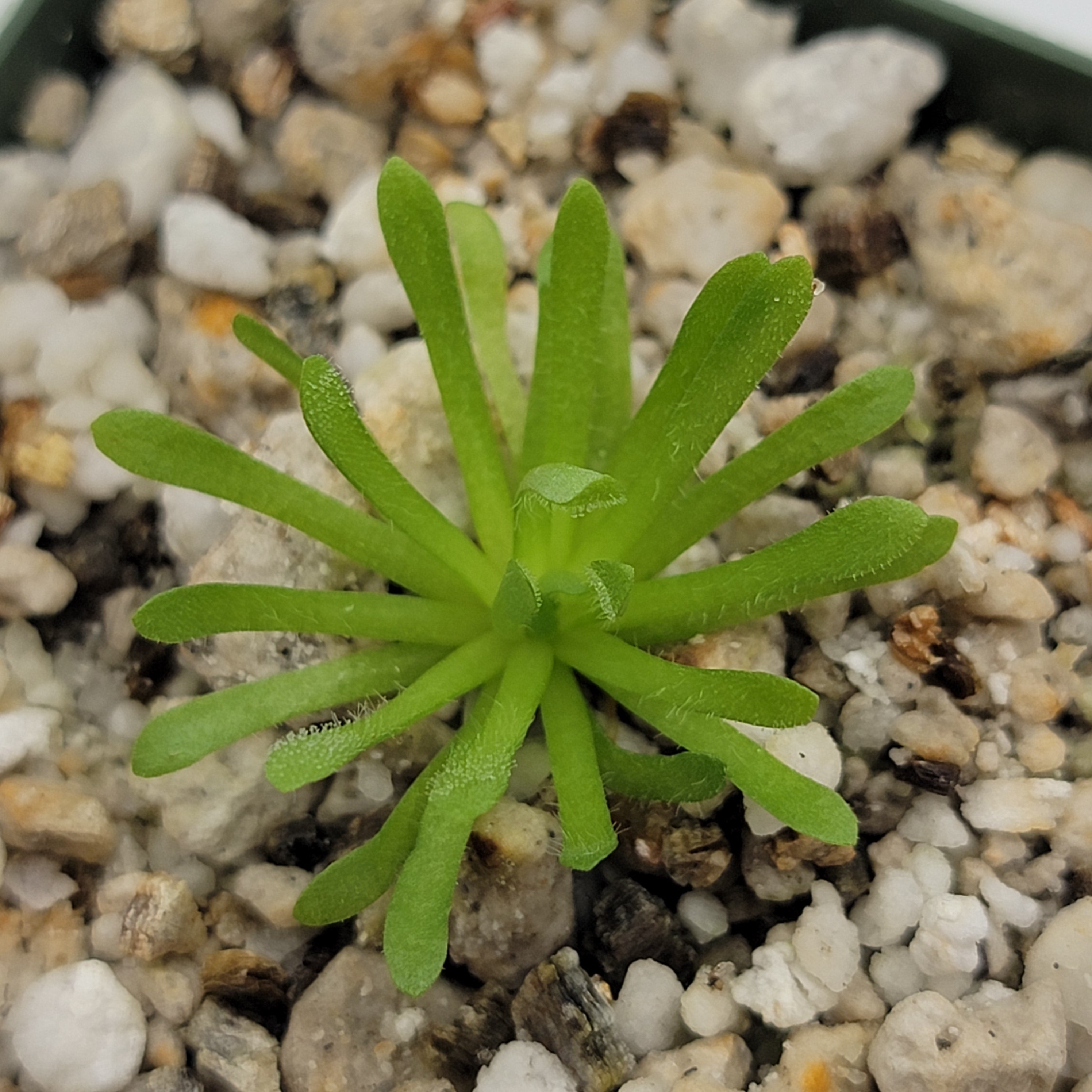 Pinguicula simulans -Butterworts -Rainbow Carnivorous Plants LLC