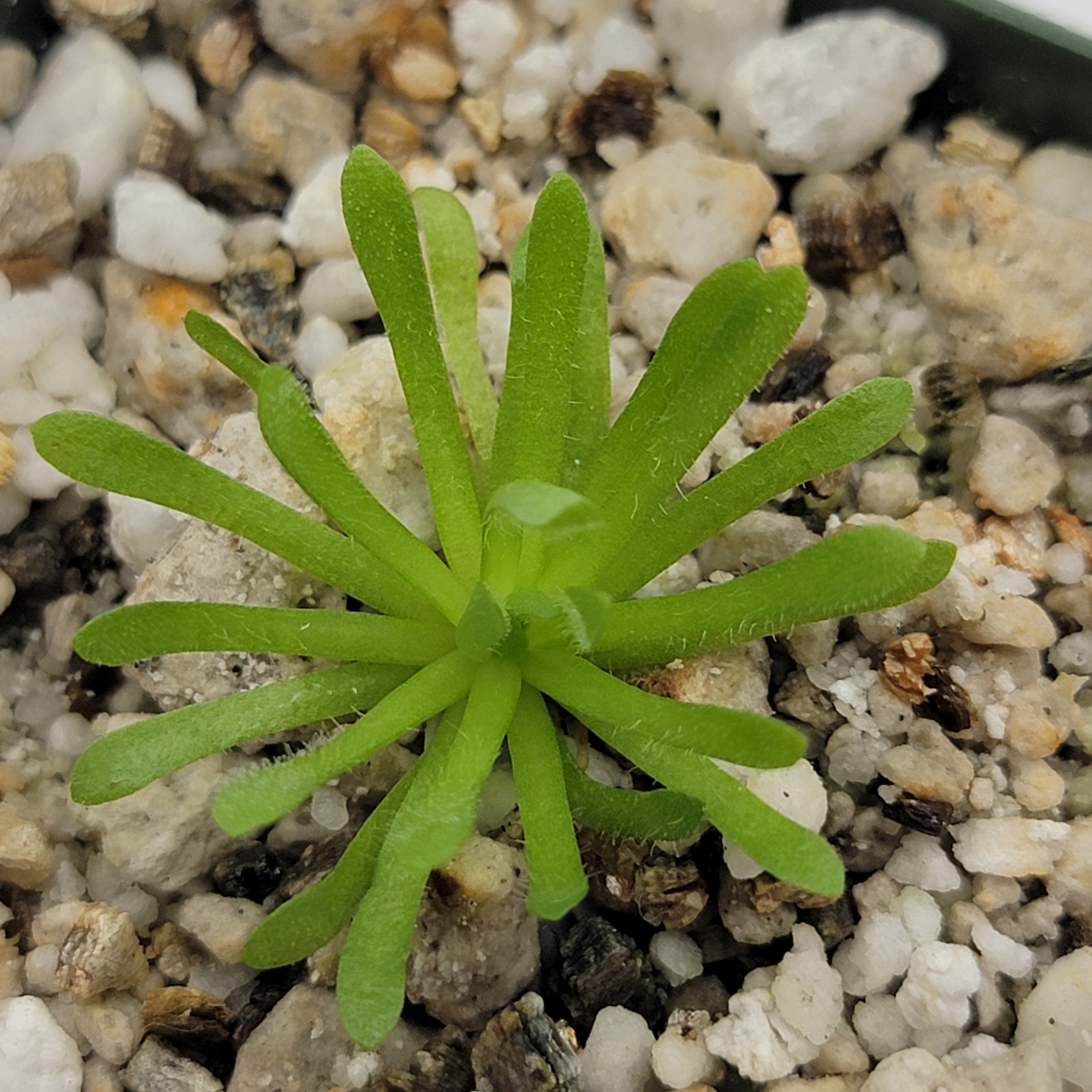 Pinguicula simulans -Butterworts -Rainbow Carnivorous Plants LLC