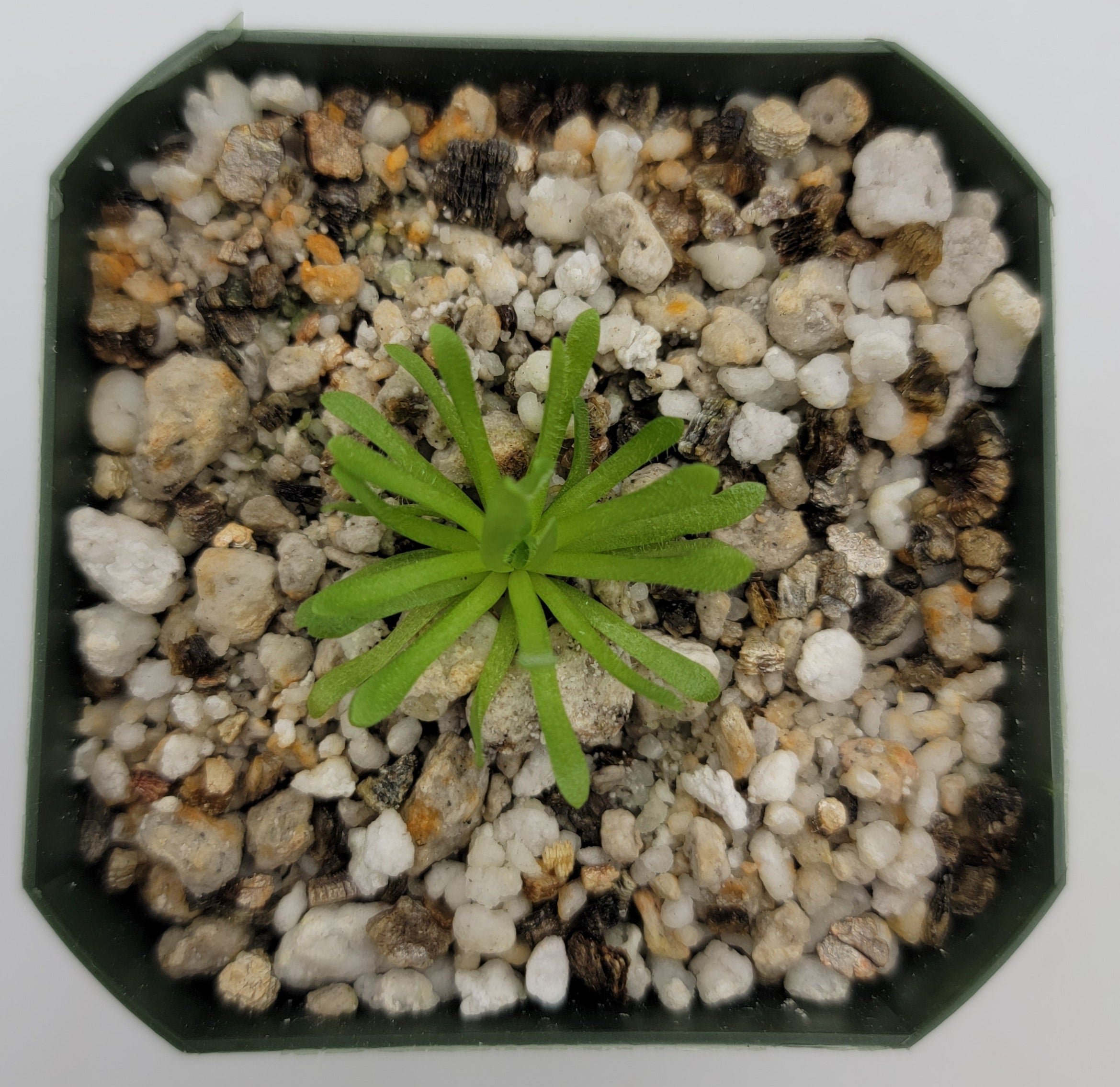 Pinguicula simulans -Butterworts -Rainbow Carnivorous Plants LLC