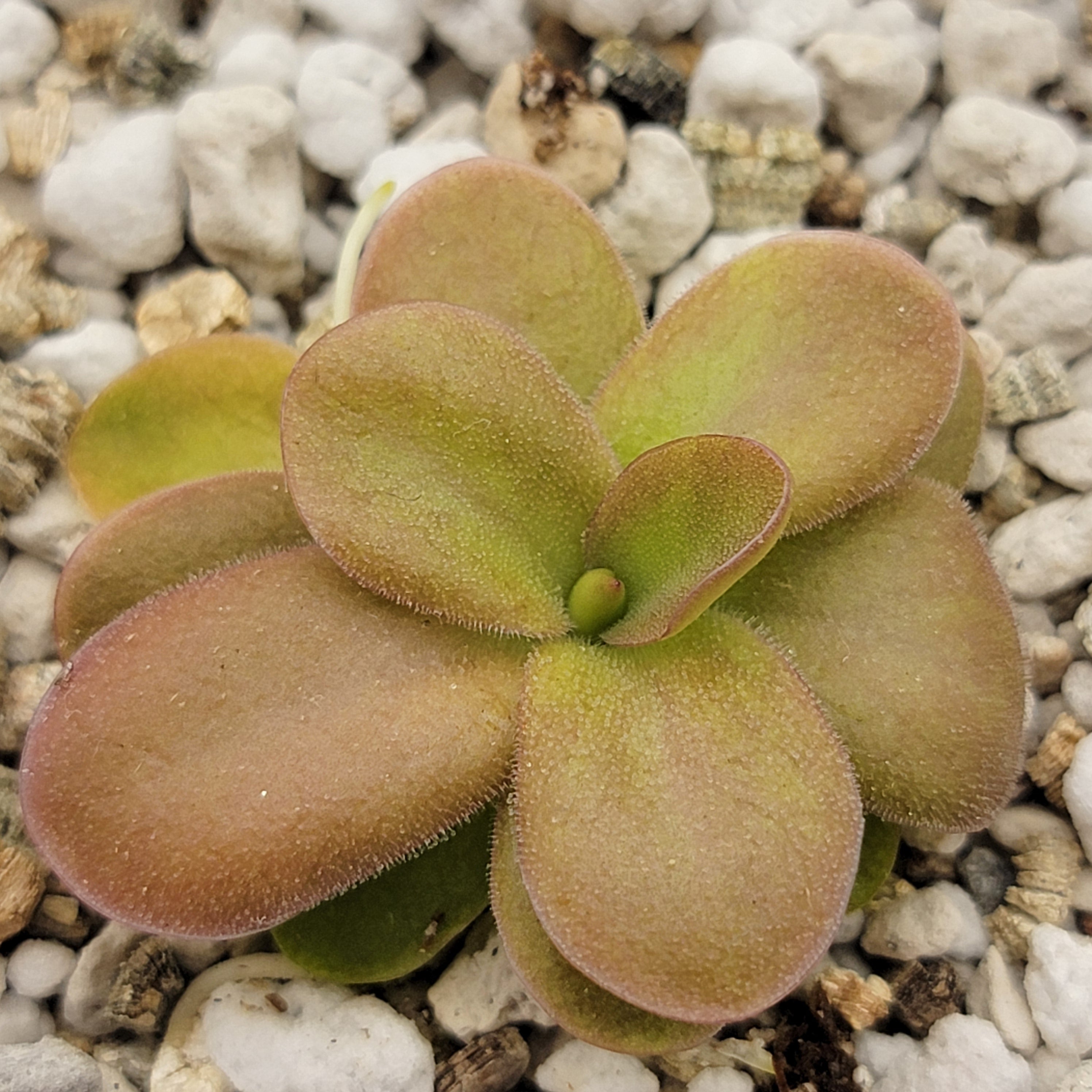 Pinguicula sp. Guatemala -Butterworts -Rainbow Carnivorous Plants LLC