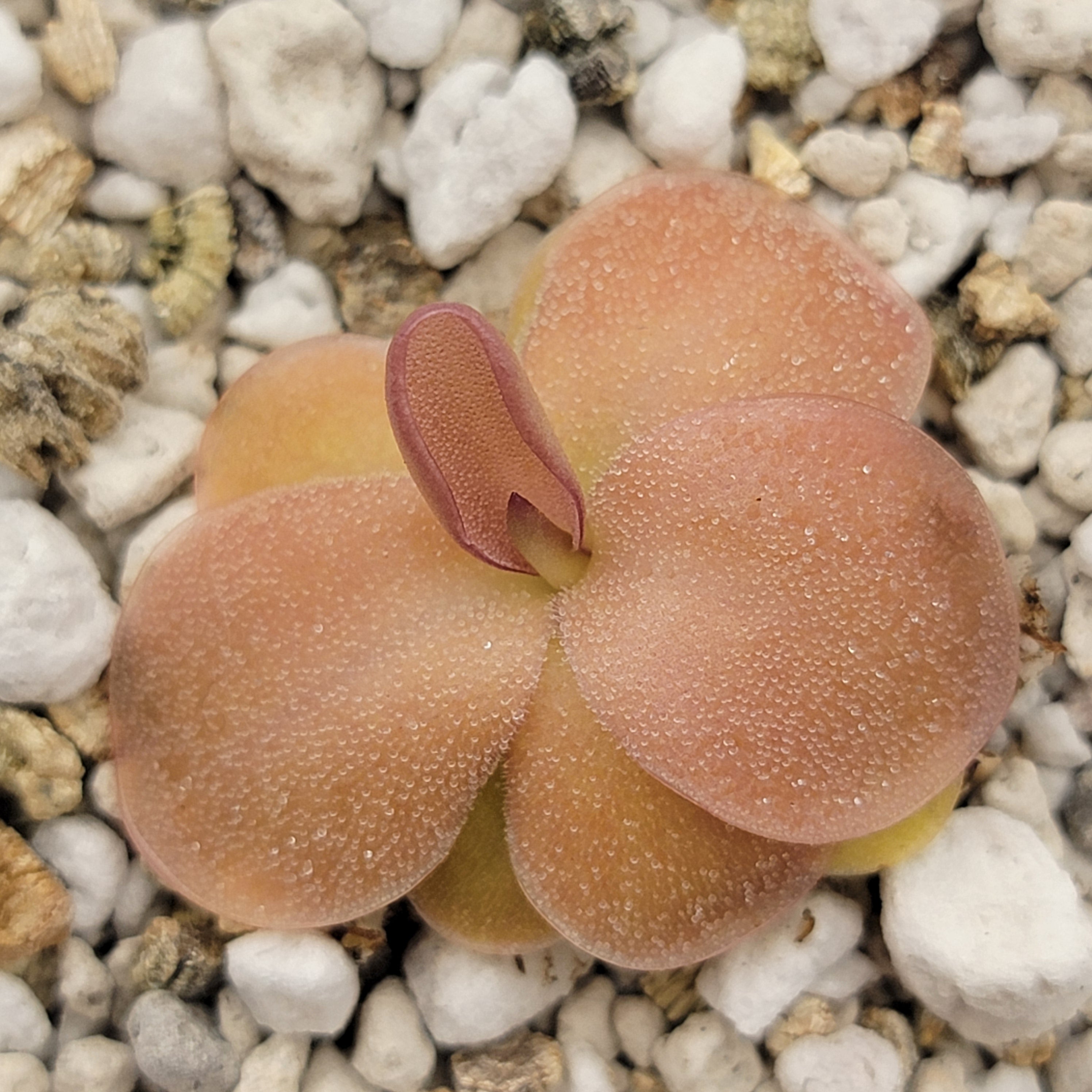 Pinguicula sp. Guatemala -Butterworts -Rainbow Carnivorous Plants LLC