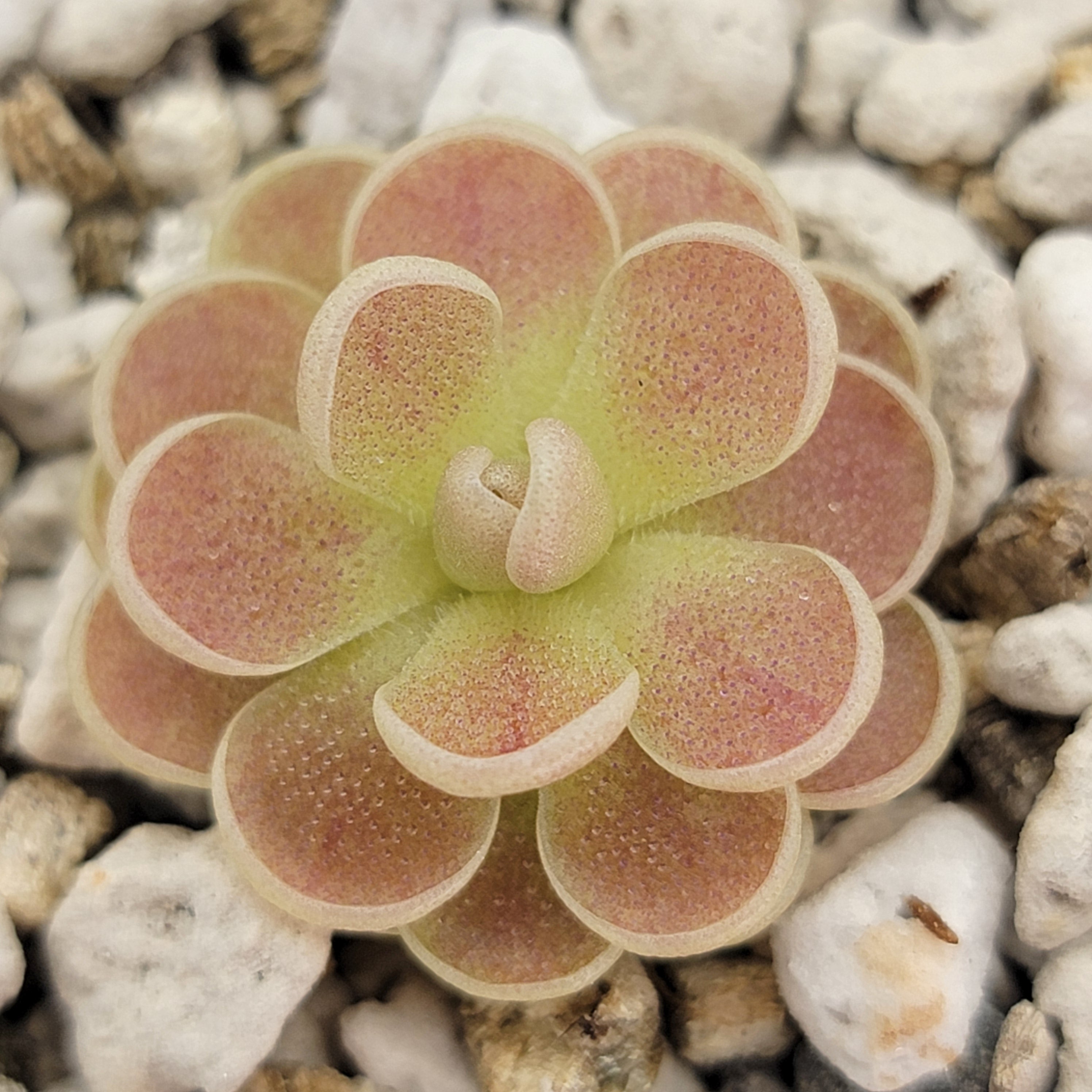 Pinguicula spec. "Minas des Asbestos" -Butterworts -Rainbow Carnivorous Plants LLC