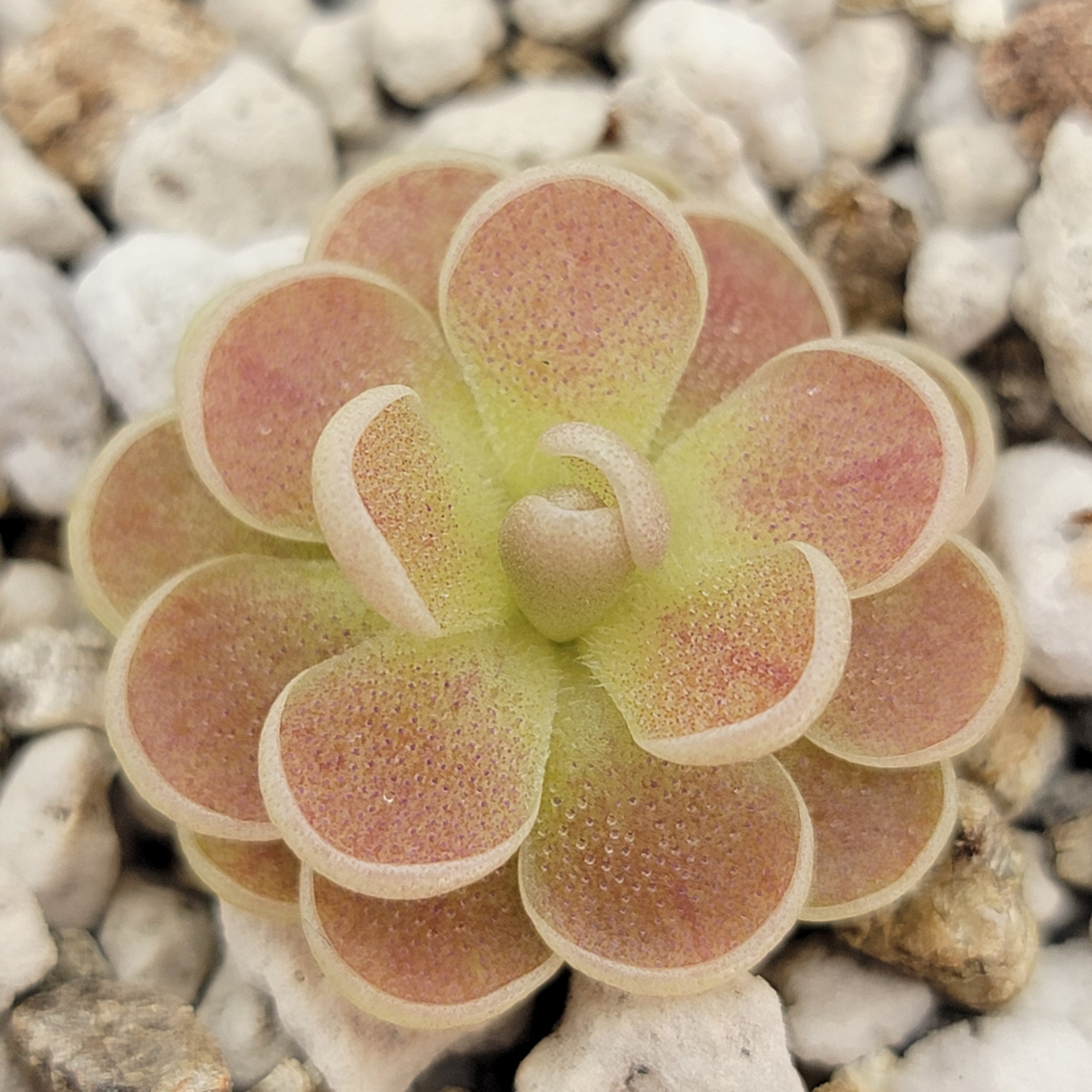 Pinguicula spec. "Minas des Asbestos" -Butterworts -Rainbow Carnivorous Plants LLC