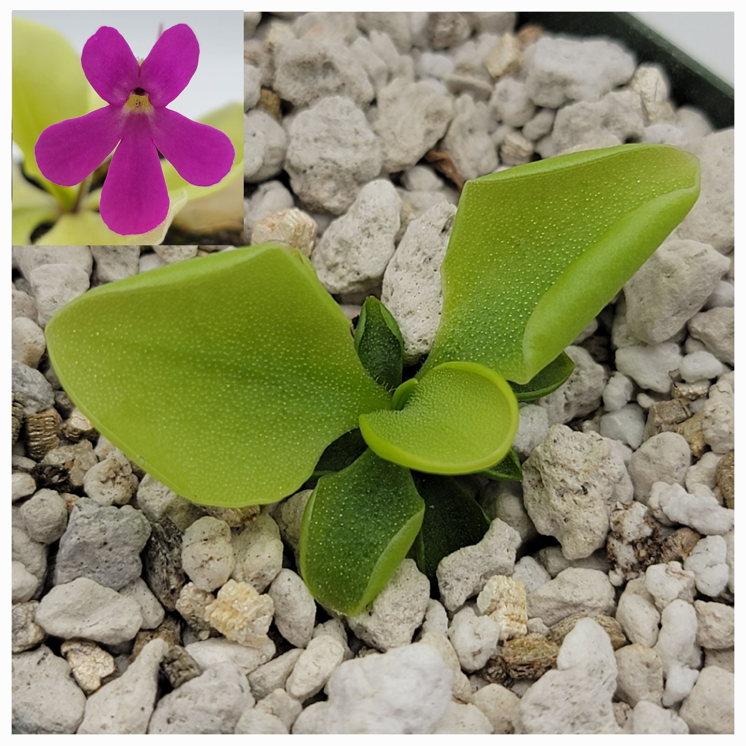 Pinguicula zamudioana - Rainbow Carnivorous Plants LLC