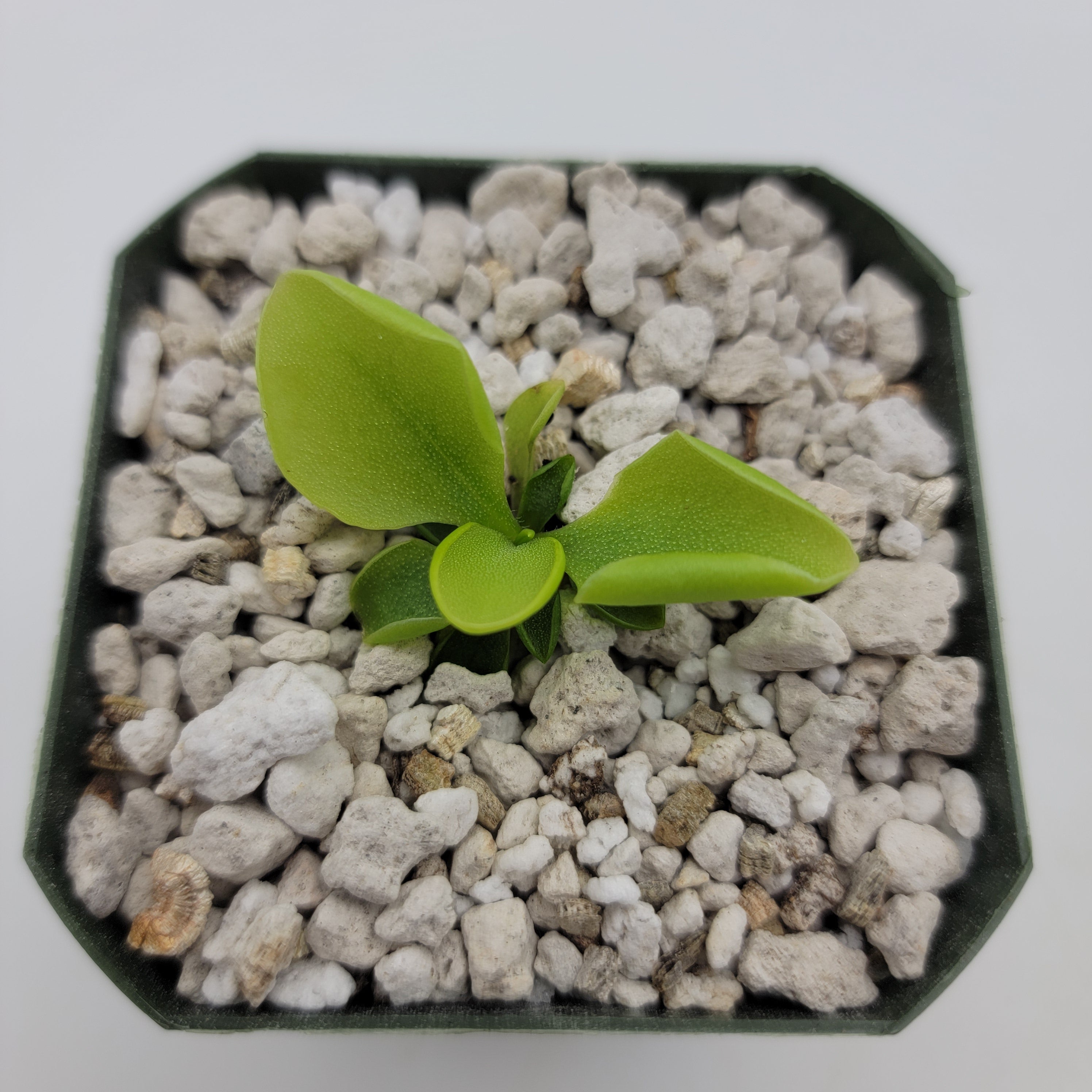 Pinguicula zamudioana -Butterworts -Rainbow Carnivorous Plants LLC