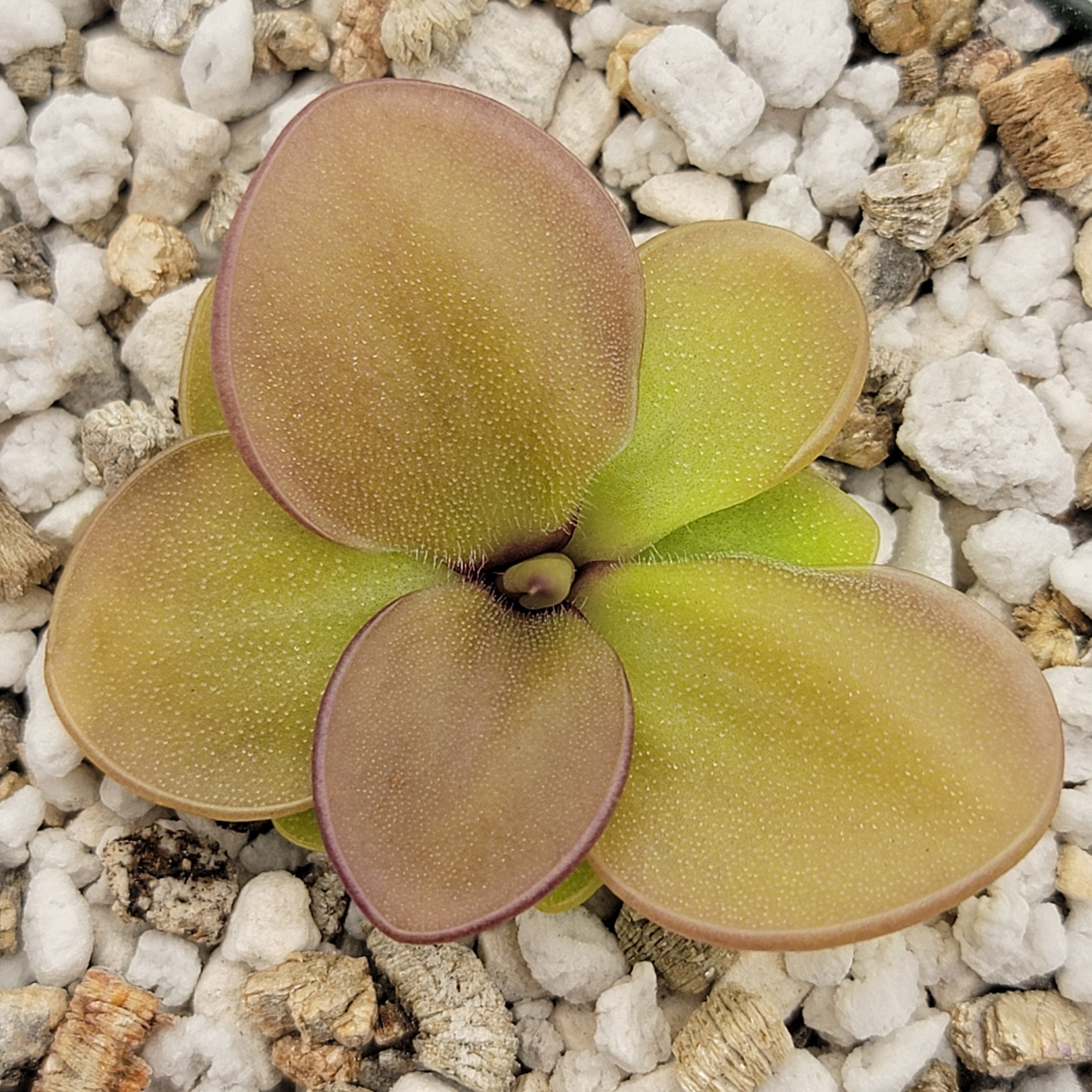 Pinguicula zamudioana x zecheri 'Faulisi' -Butterworts -Rainbow Carnivorous Plants LLC