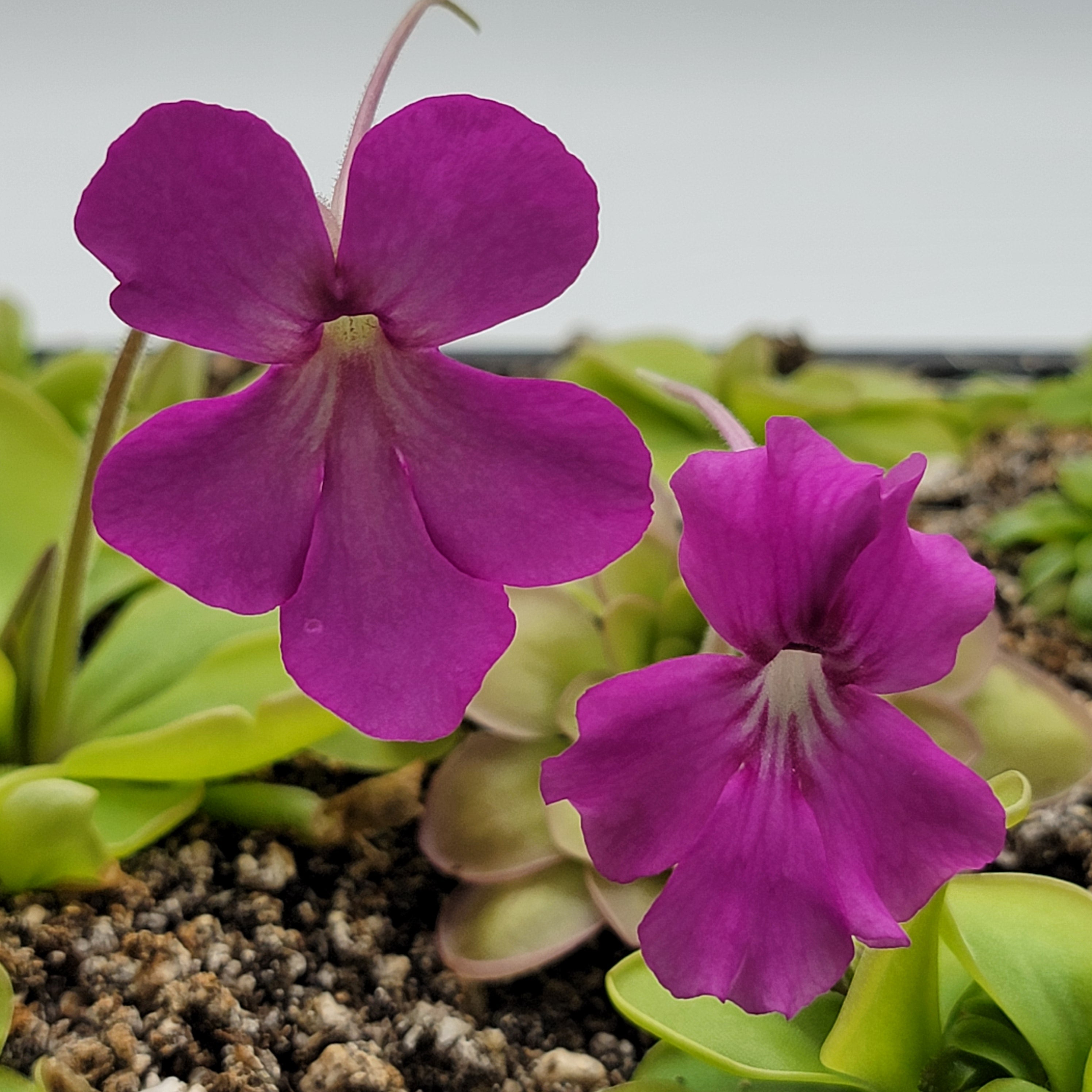Pinguicula zamudioana x zecheri 'Faulisi' -Butterworts -Rainbow Carnivorous Plants LLC