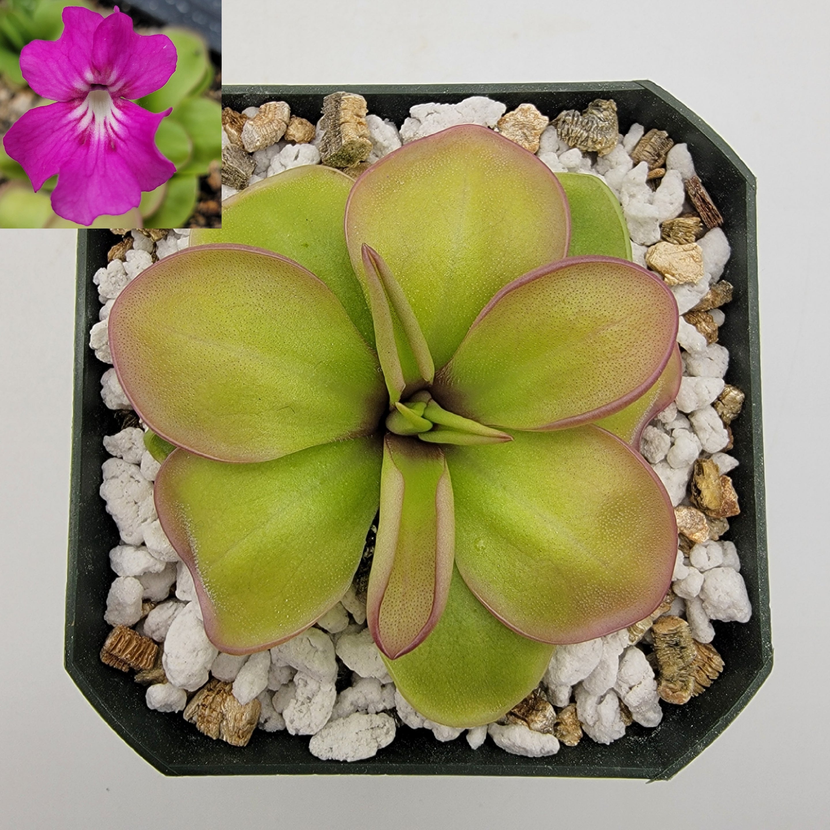 Pinguicula zecheri 'Faulisi' -Butterworts -Rainbow Carnivorous Plants LLC