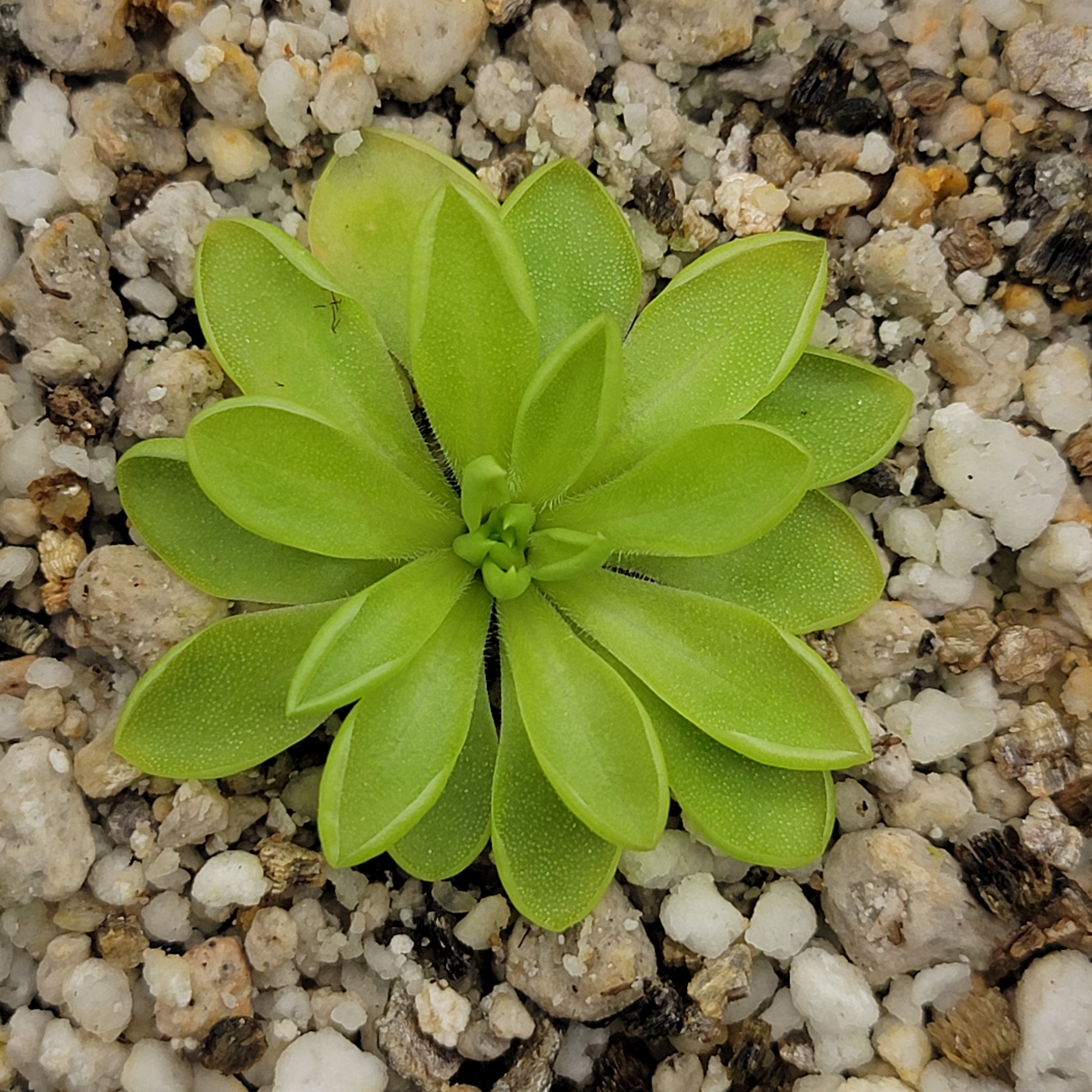 Pinguicula zecheri - Rainbow Carnivorous Plants LLC