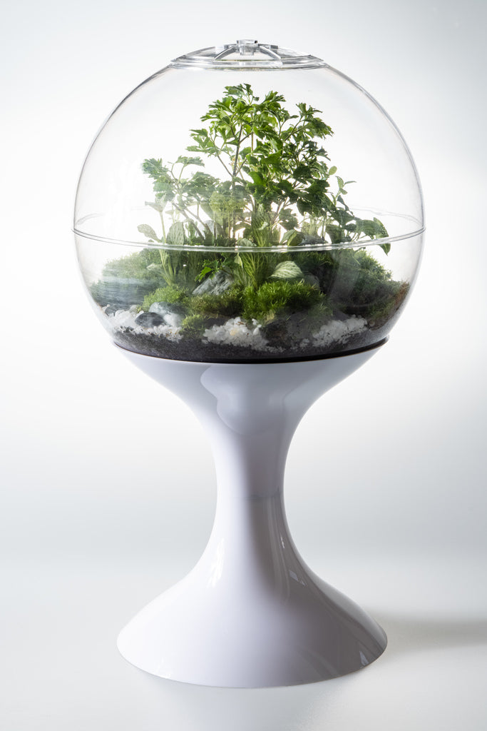 Atomic Space Age Terrarium -Terrarium -Rainbow Carnivorous Plants LLC