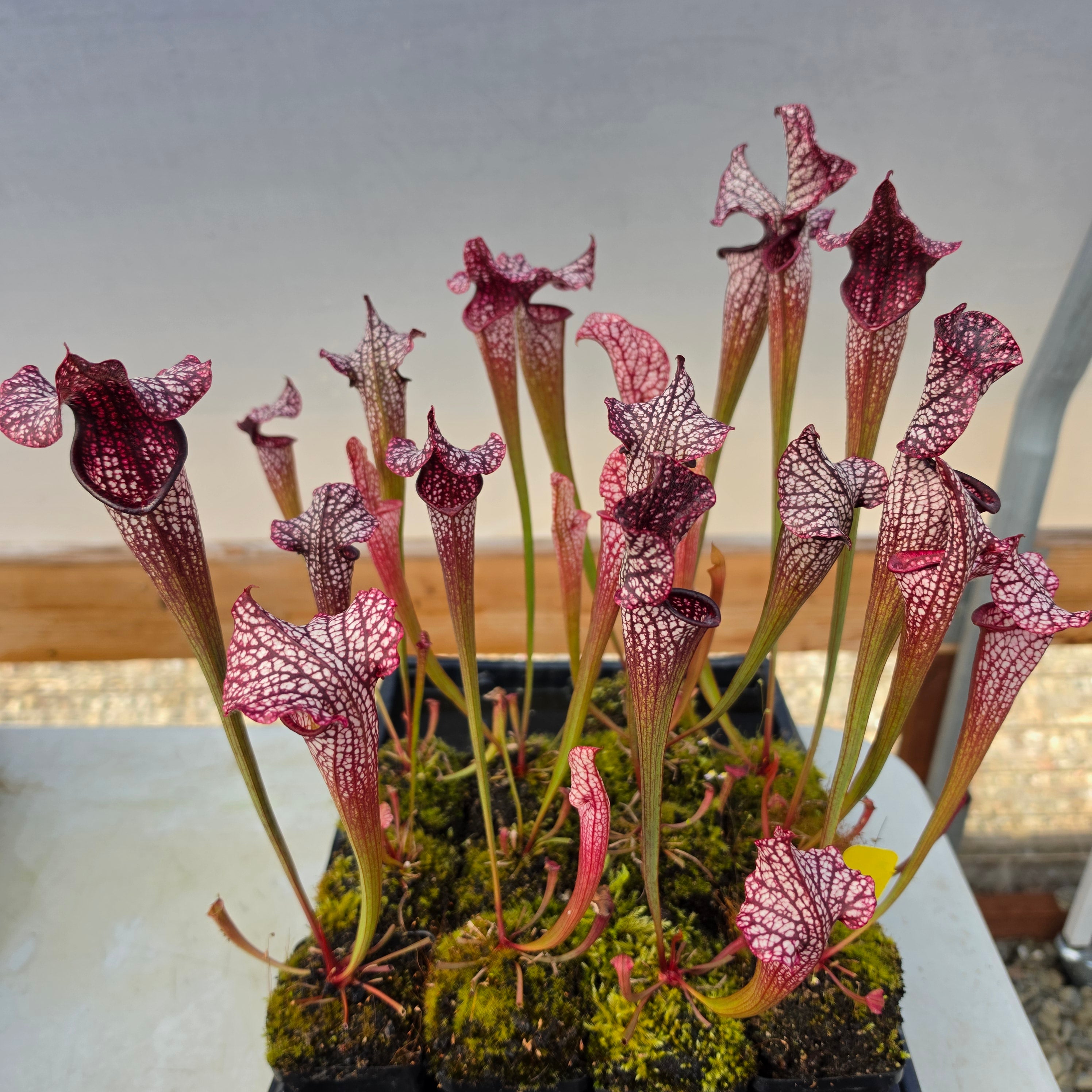 Sarracenia 'Dirty Monkey' x 'Mega Mouth' (Seed Grown) -Sarracenia -Rainbow Carnivorous Plants LLC