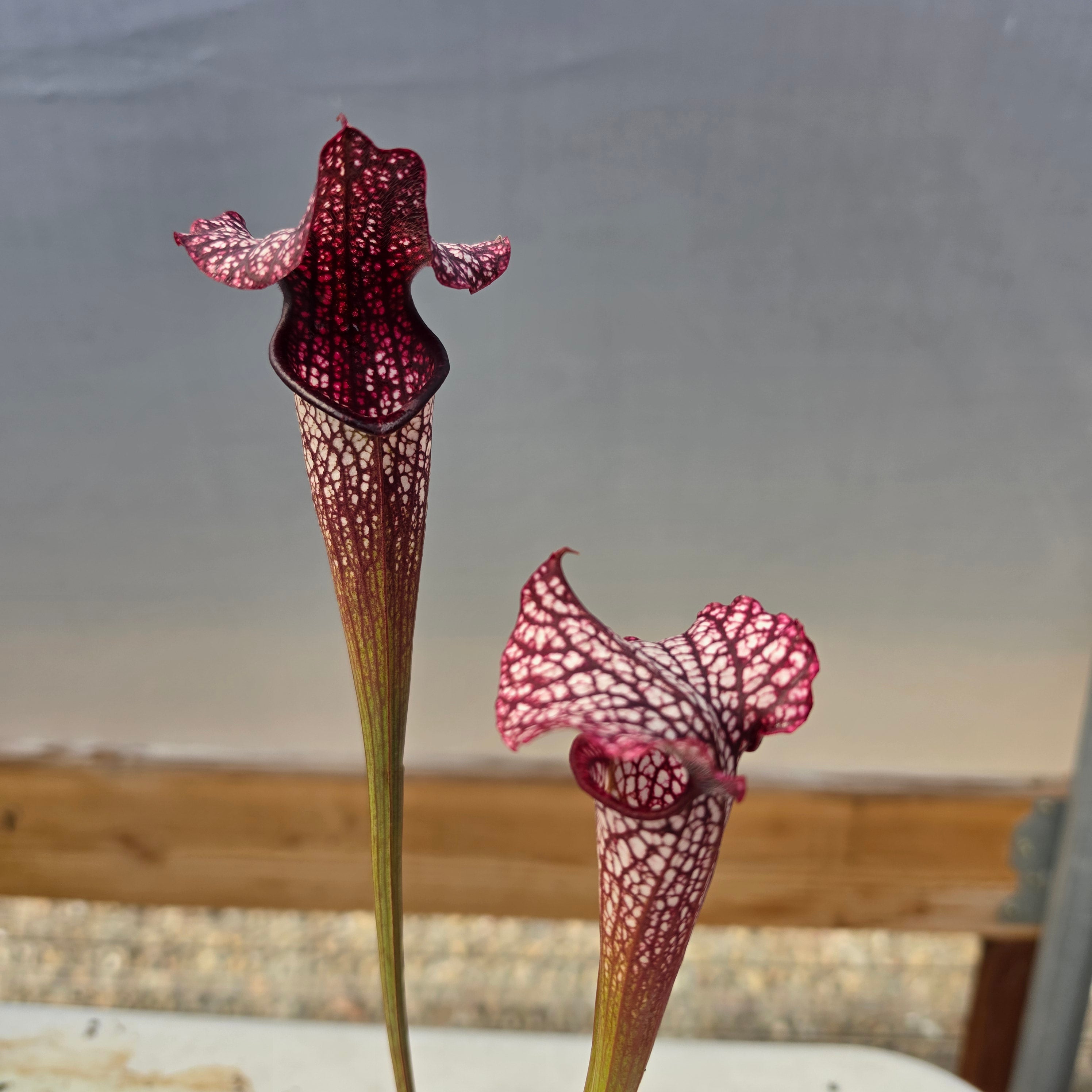 Sarracenia 'Dirty Monkey' x 'Mega Mouth' (Seed Grown) -Sarracenia -Rainbow Carnivorous Plants LLC
