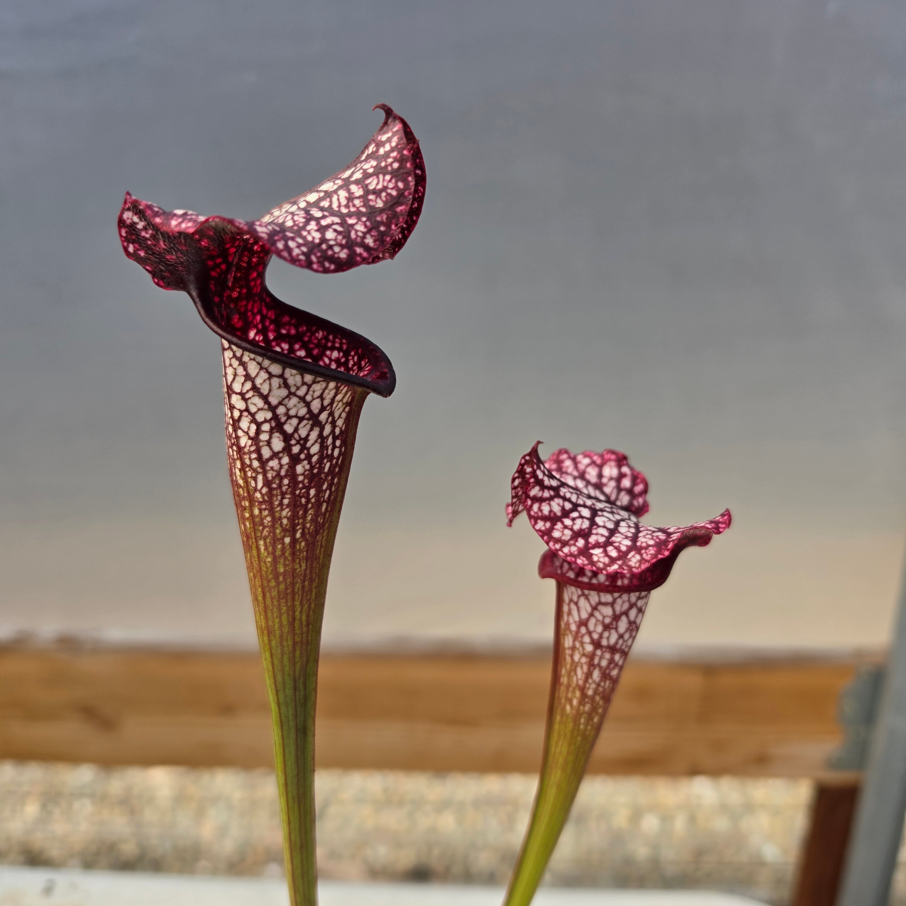 Sarracenia 'Dirty Monkey' x 'Mega Mouth' (Seed Grown) -Sarracenia -Rainbow Carnivorous Plants LLC