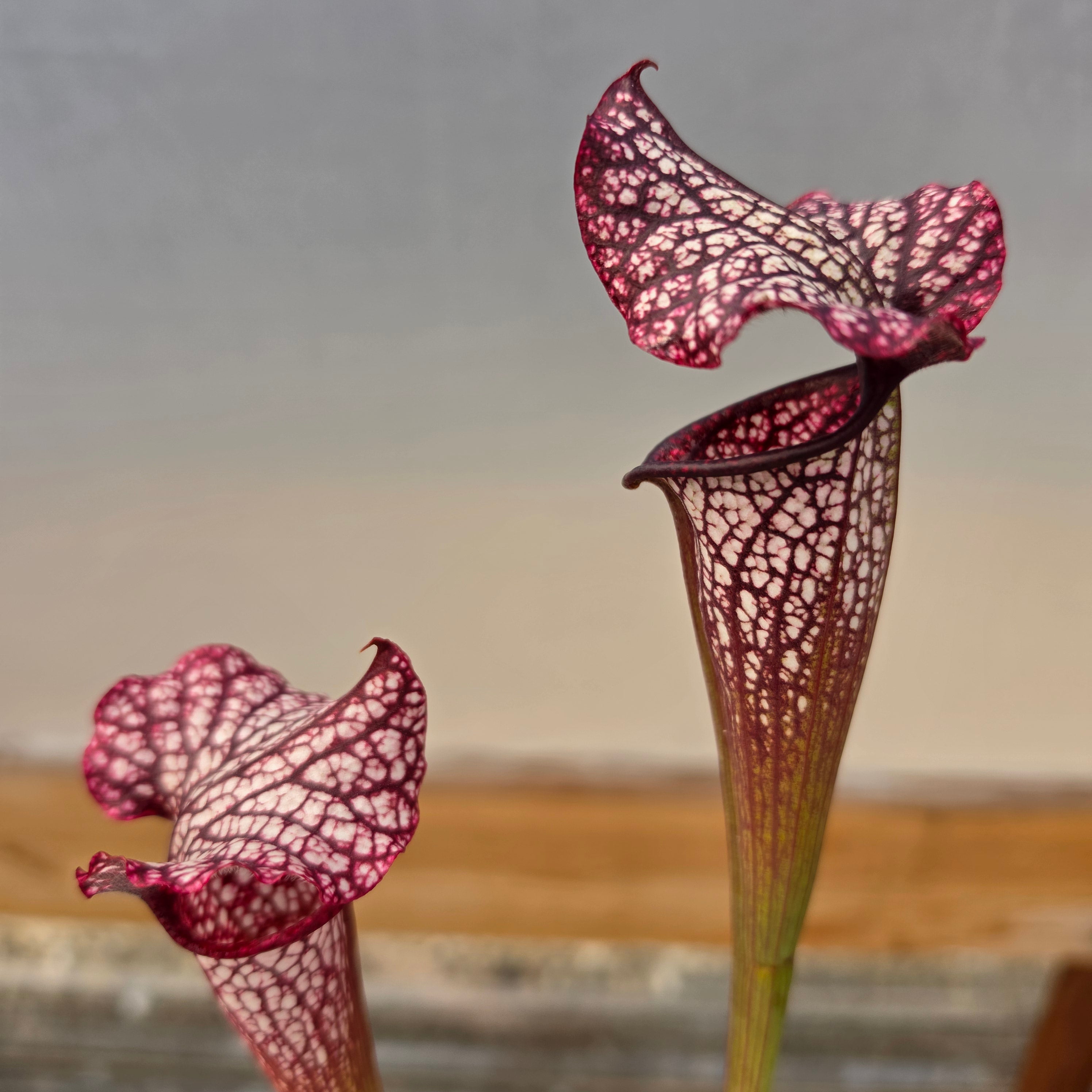 Sarracenia 'Dirty Monkey' x 'Mega Mouth' (Seed Grown) -Sarracenia -Rainbow Carnivorous Plants LLC