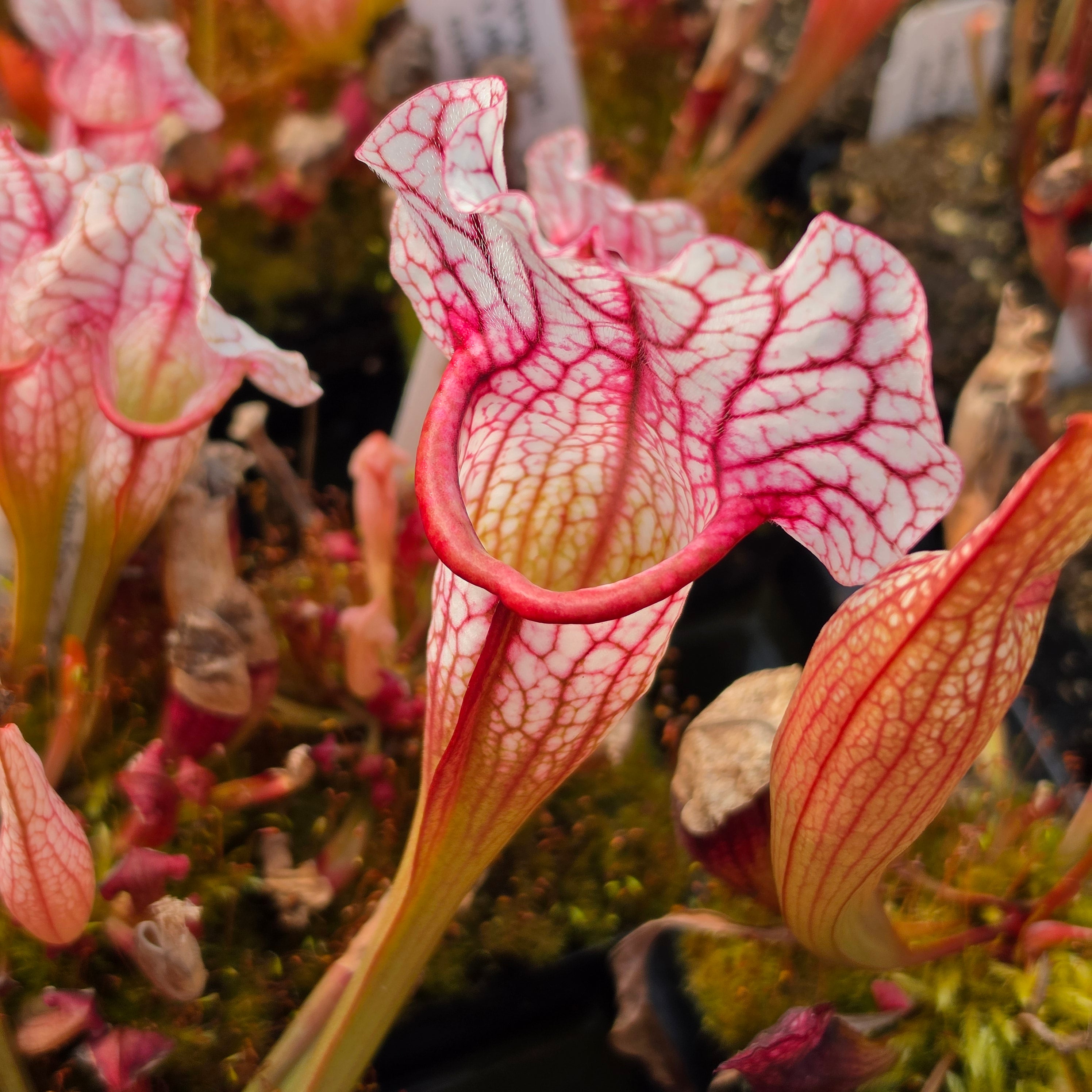 Sarracenia 'Hot Lips' x OP seedlings
