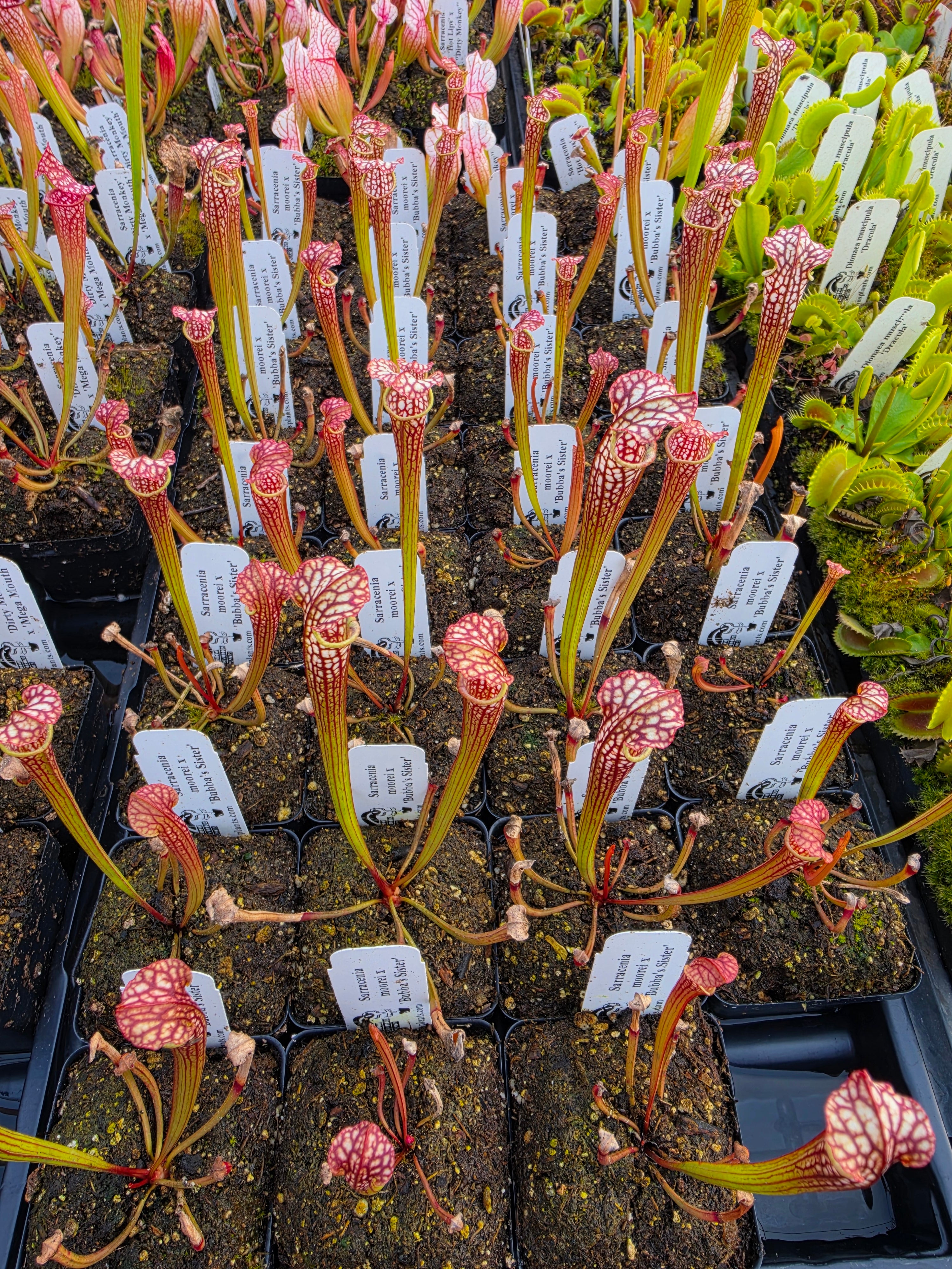 Sarracenia moorei x 'Bubba's Sister' -Sarracenia -Rainbow Carnivorous Plants LLC