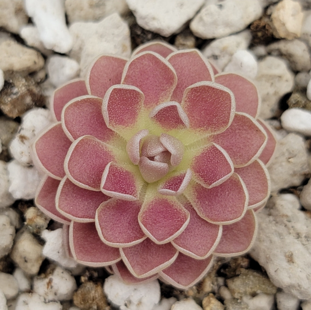 Pinguicula 'Florian' -Butterworts -Rainbow Carnivorous Plants LLC