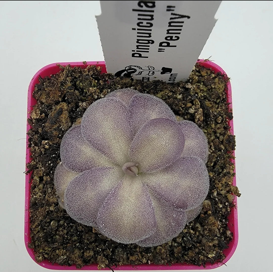Pinguicula "Penny" -Butterworts -Rainbow Carnivorous Plants LLC
