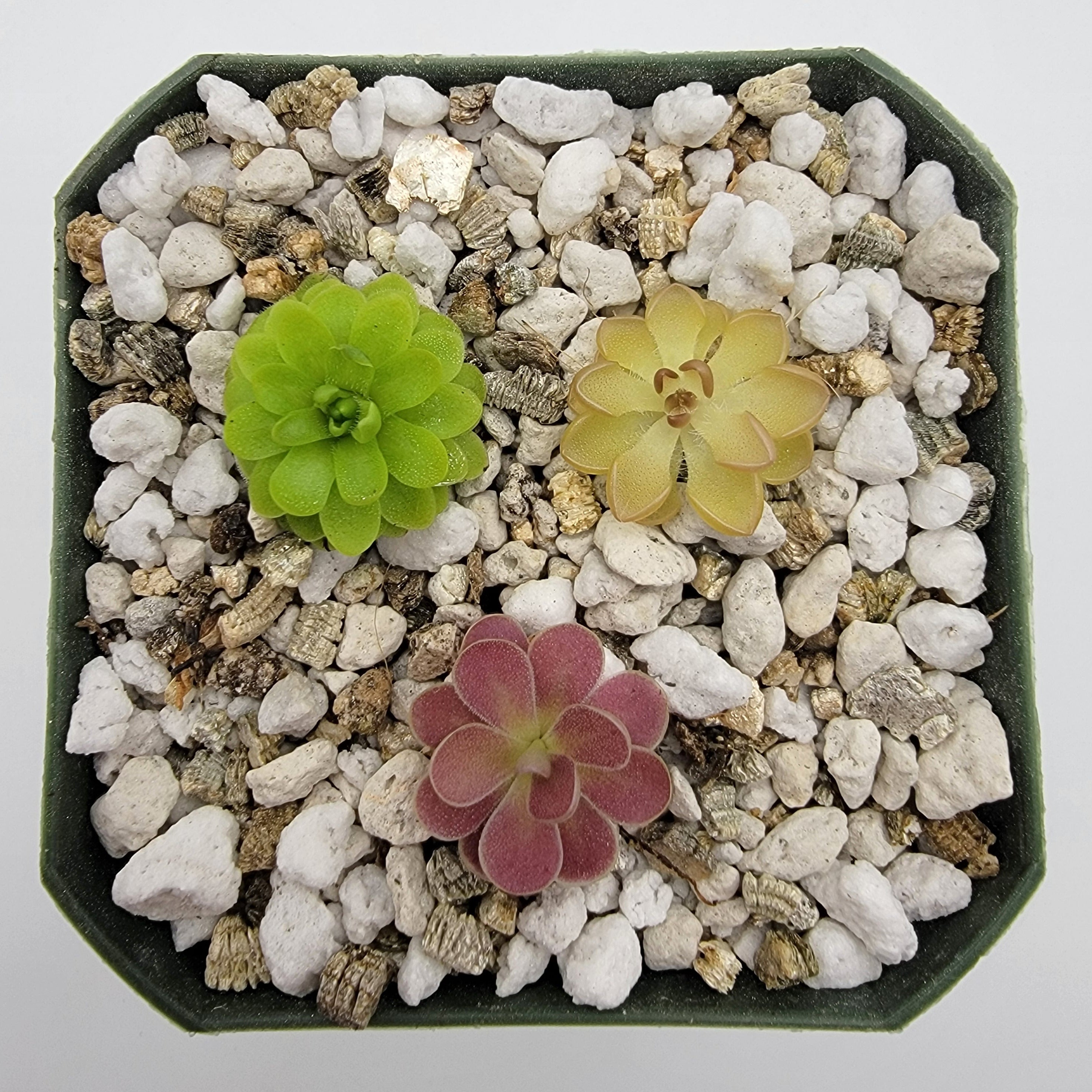 Set of 3 SMALL Pinguicula (Bundle #3) -Butterworts -Rainbow Carnivorous Plants LLC