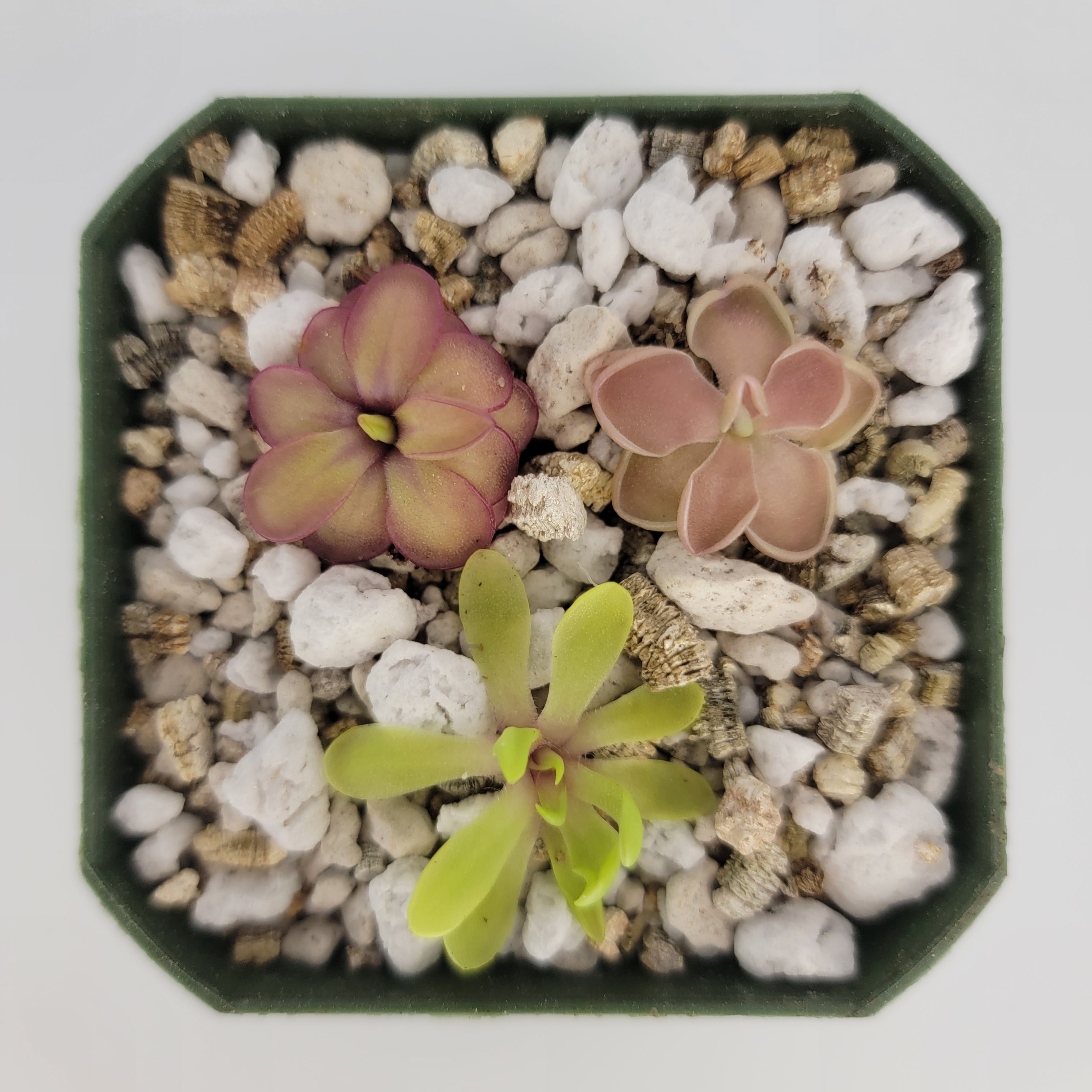 Set of 3 SMALL Pinguicula (Bundle #1) -Butterworts -Rainbow Carnivorous Plants LLC