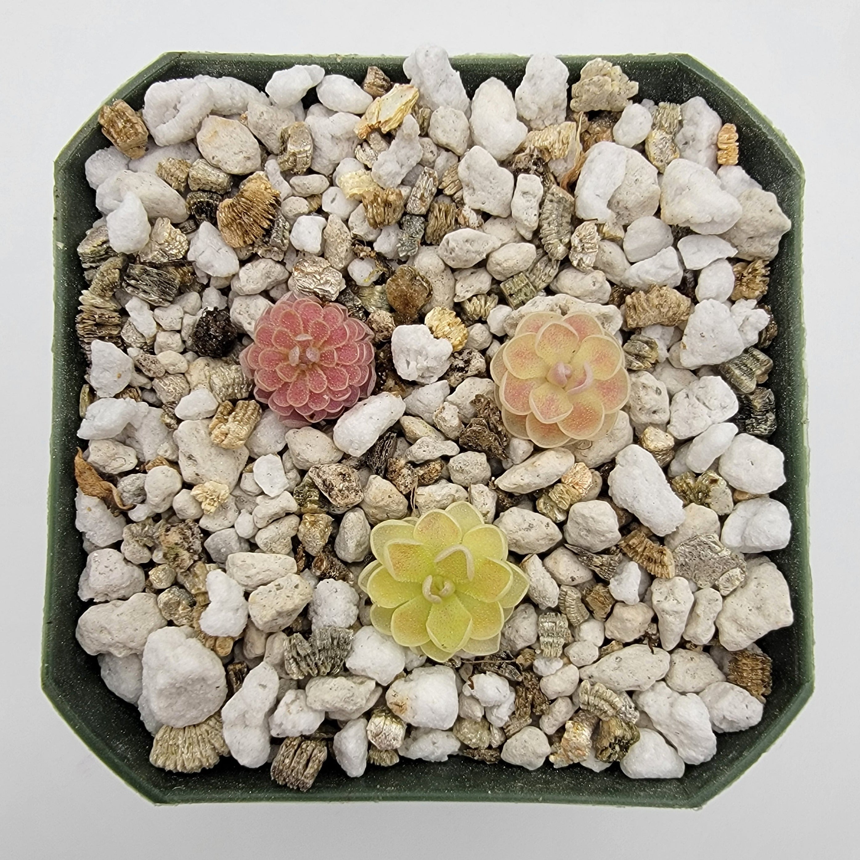 Set of 3 SMALL Pinguicula (Bundle #13) -Butterworts -Rainbow Carnivorous Plants LLC