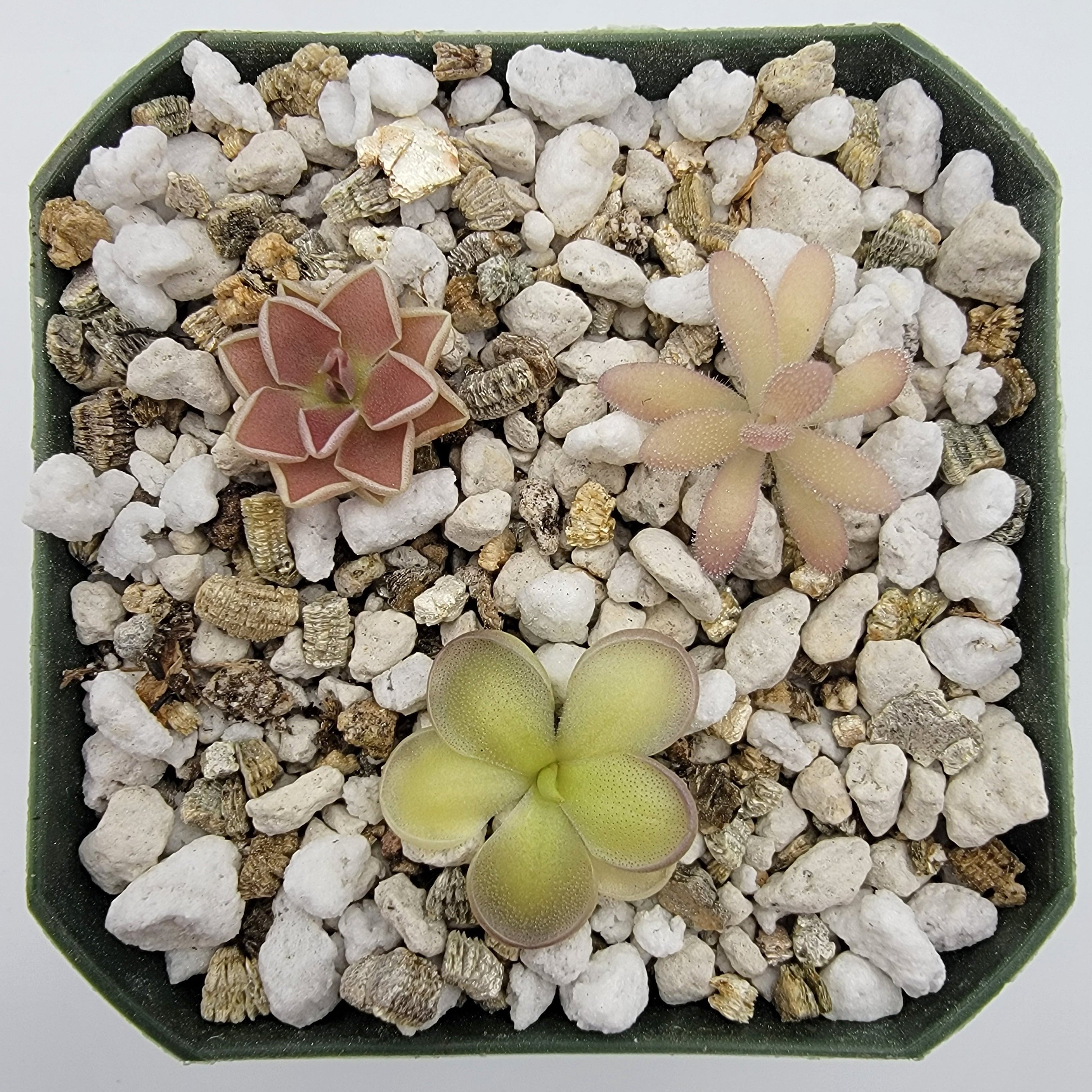 Set of 3 SMALL Pinguicula (Bundle #2) -Butterworts -Rainbow Carnivorous Plants LLC