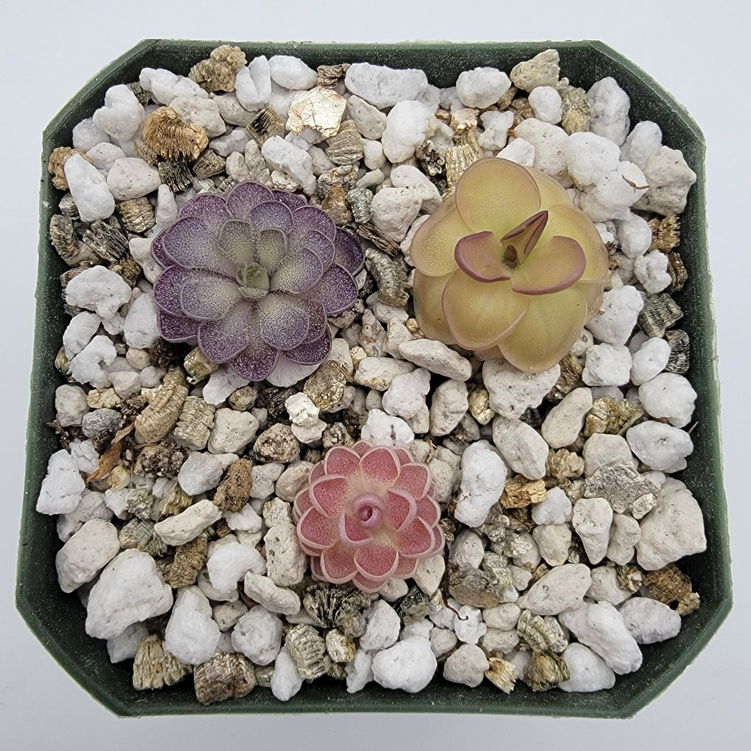 Set of 3 SMALL Pinguicula (Bundle #4) -Butterworts -Rainbow Carnivorous Plants LLC