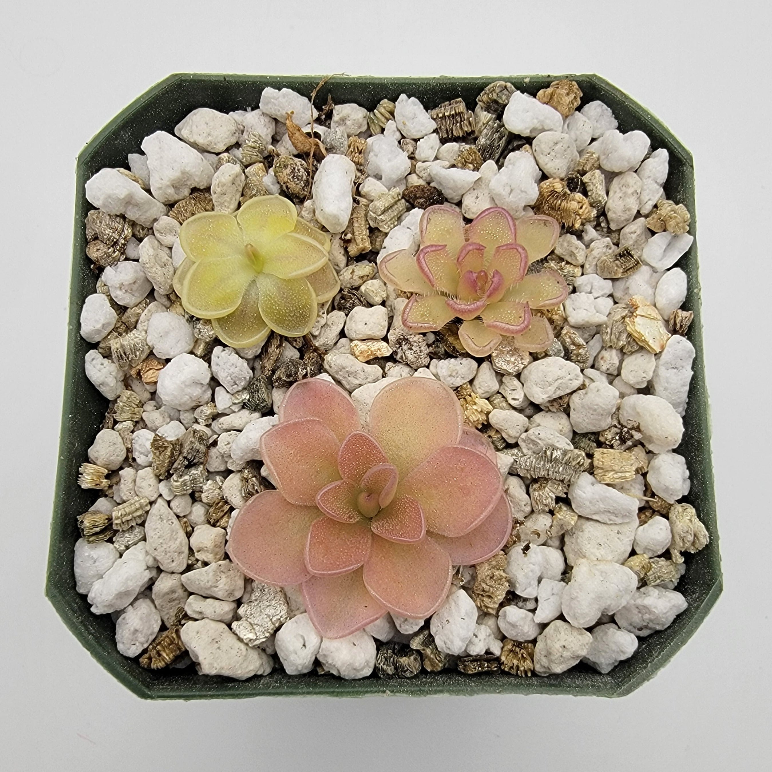 Set of 3 SMALL Pinguicula (Bundle #5) -Butterworts -Rainbow Carnivorous Plants LLC