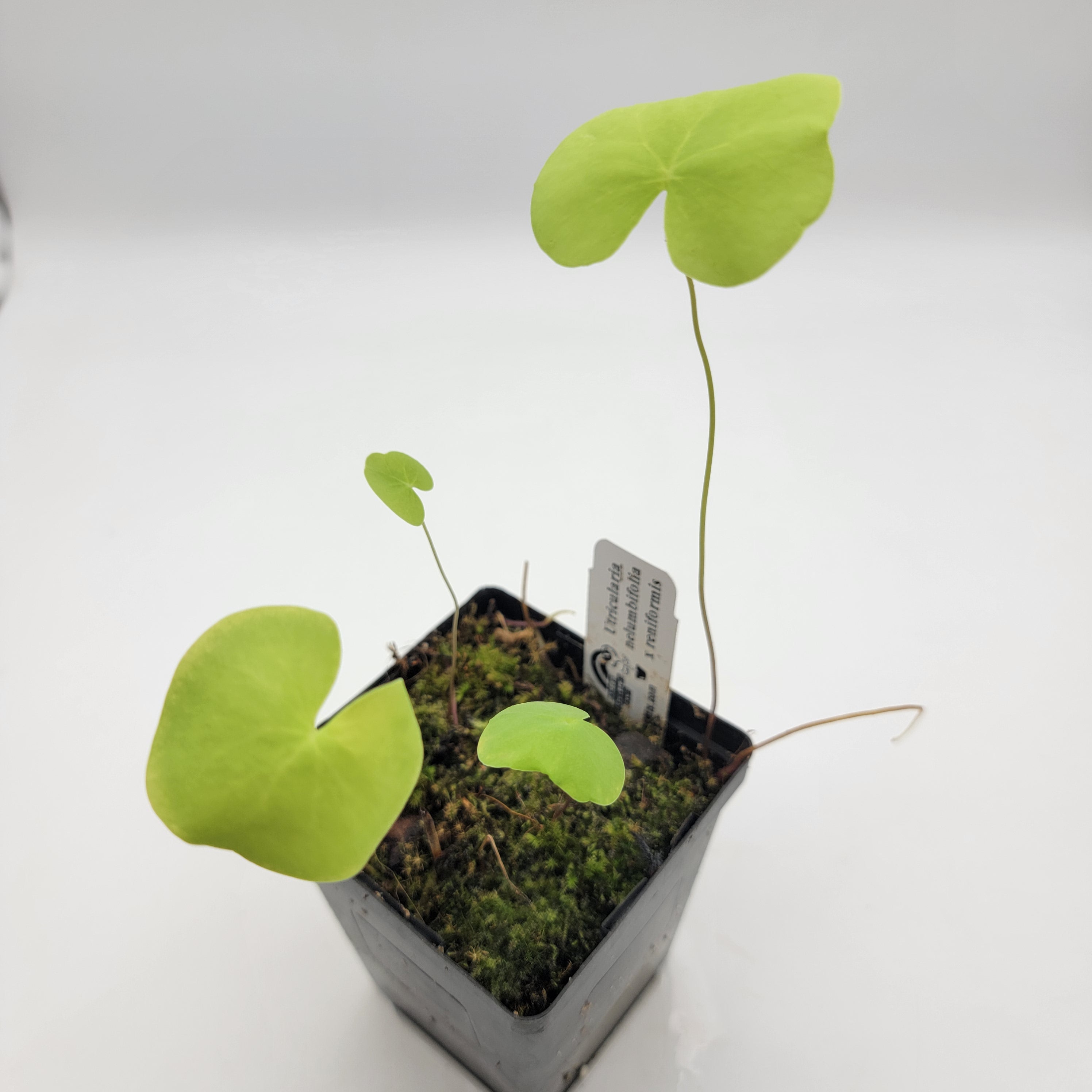 Utricularia nelumbifolia x reniformis