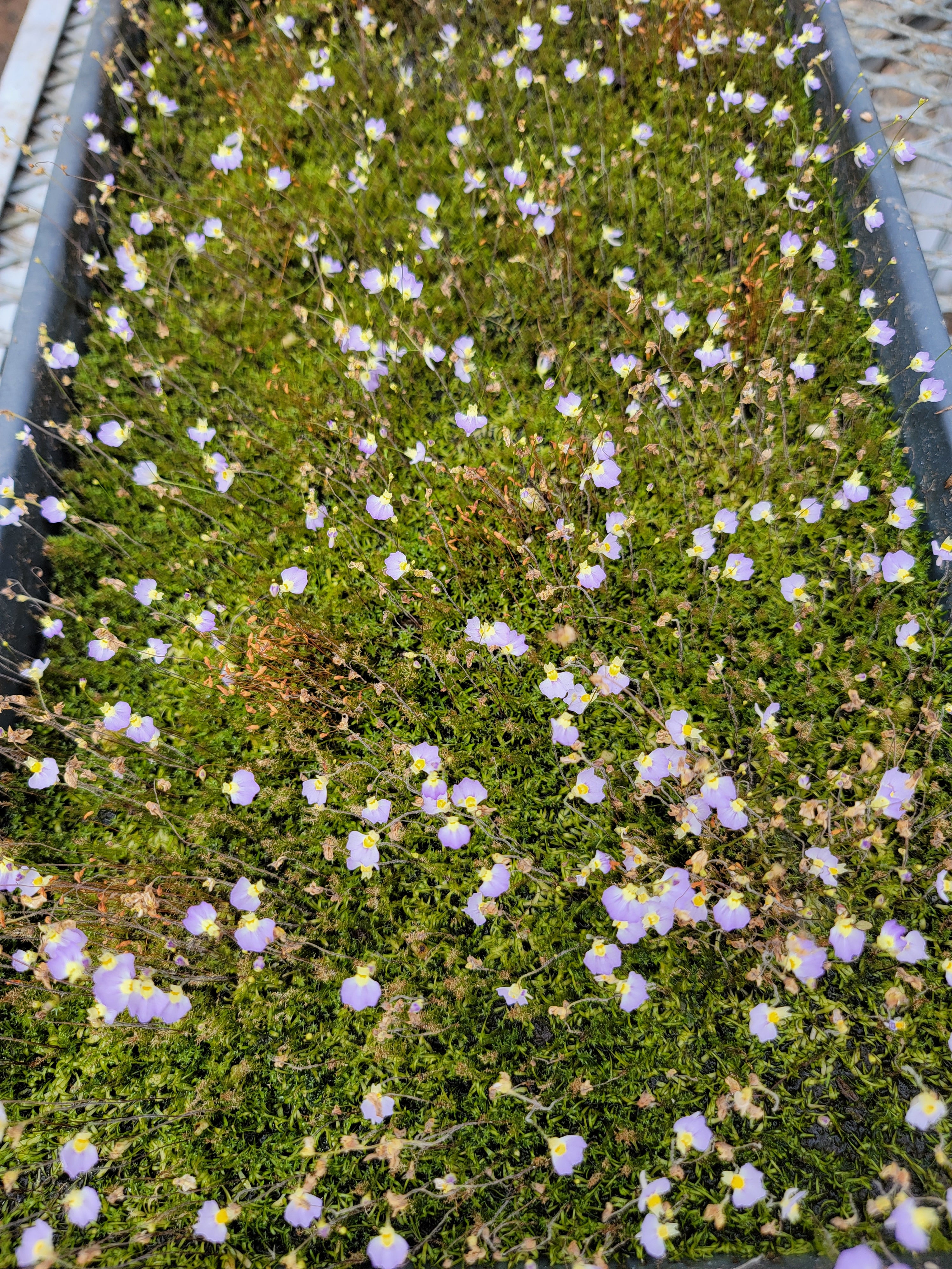 Utricularia bisquamata 'Betty's Bay' - -Rainbow Carnivorous Plants LLC