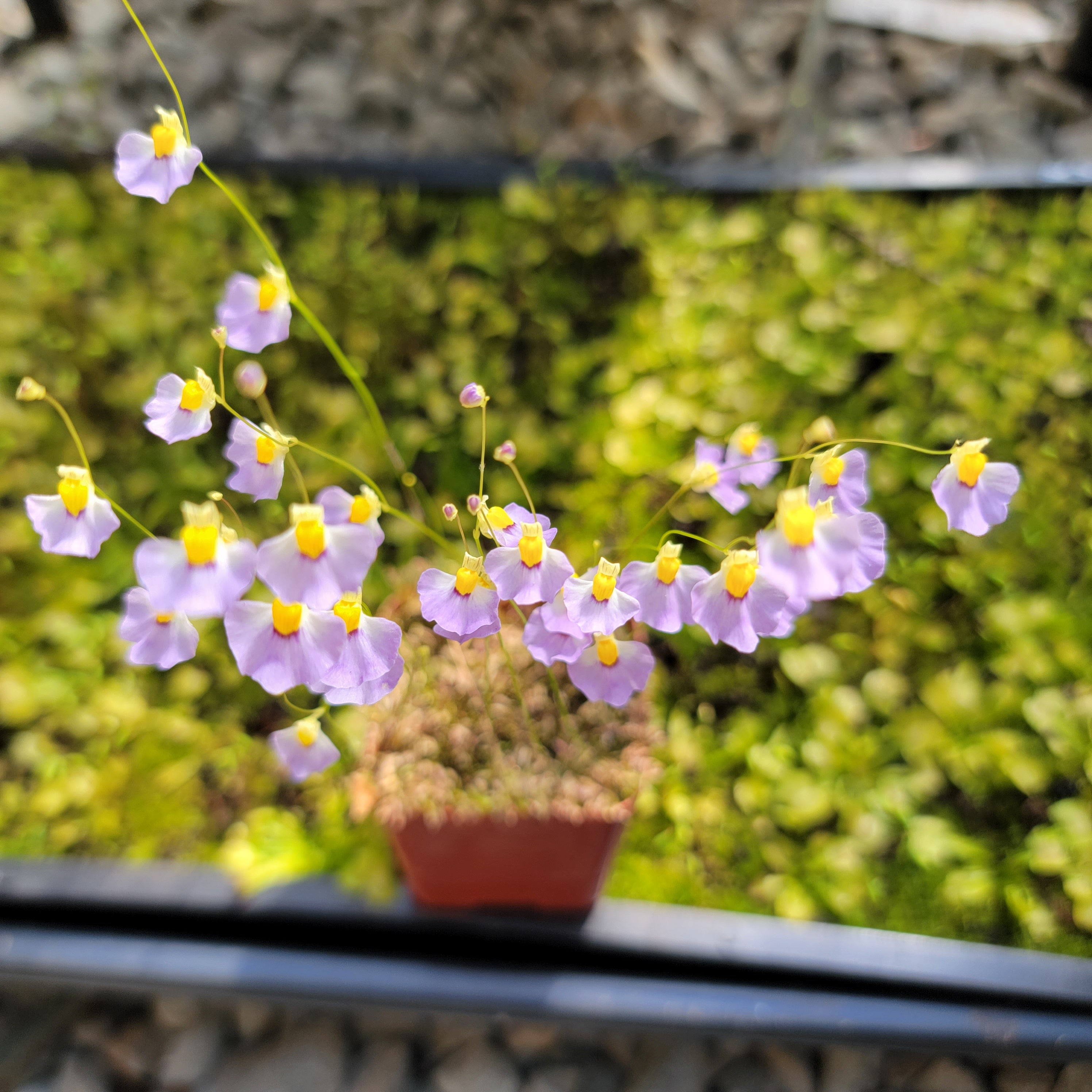 Utricularia bisquamata 'Betty's Bay' - Rainbow Carnivorous Plants LLC