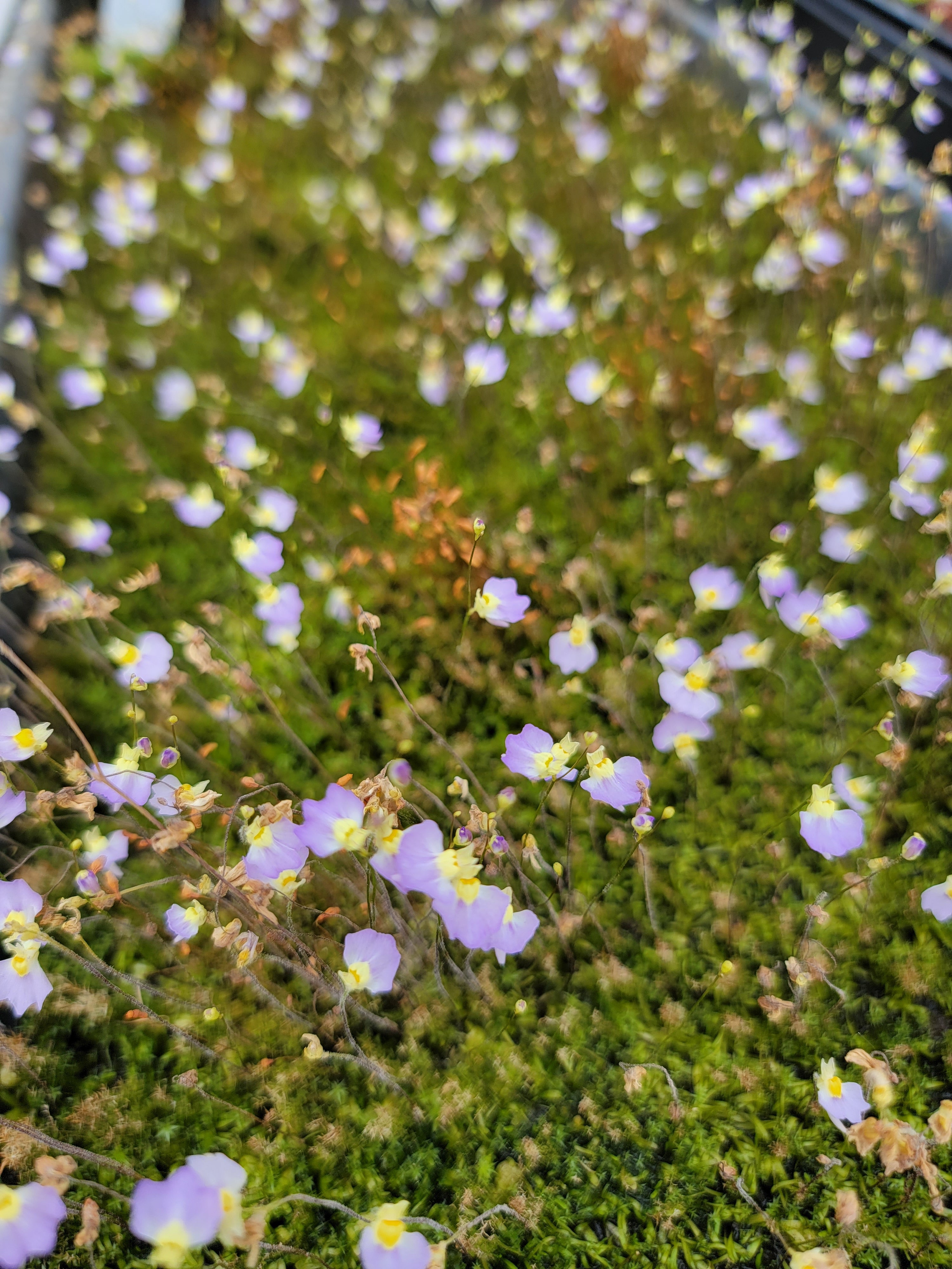 Utricularia bisquamata 'Betty's Bay' - Rainbow Carnivorous Plants LLC