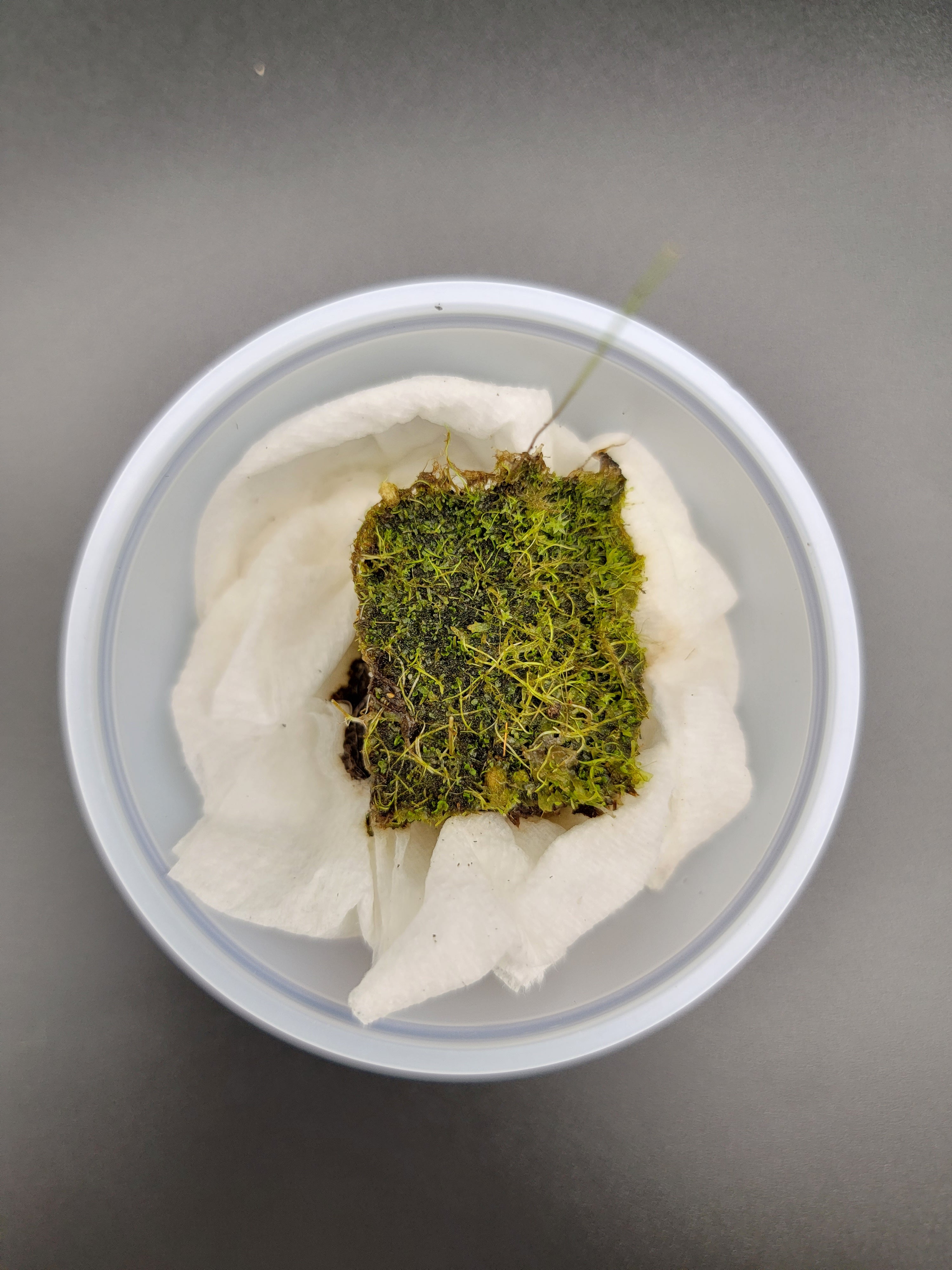 Utricularia blanchetii 'Chapada Diamantina, Brazil' -Utricularia -Rainbow Carnivorous Plants LLC