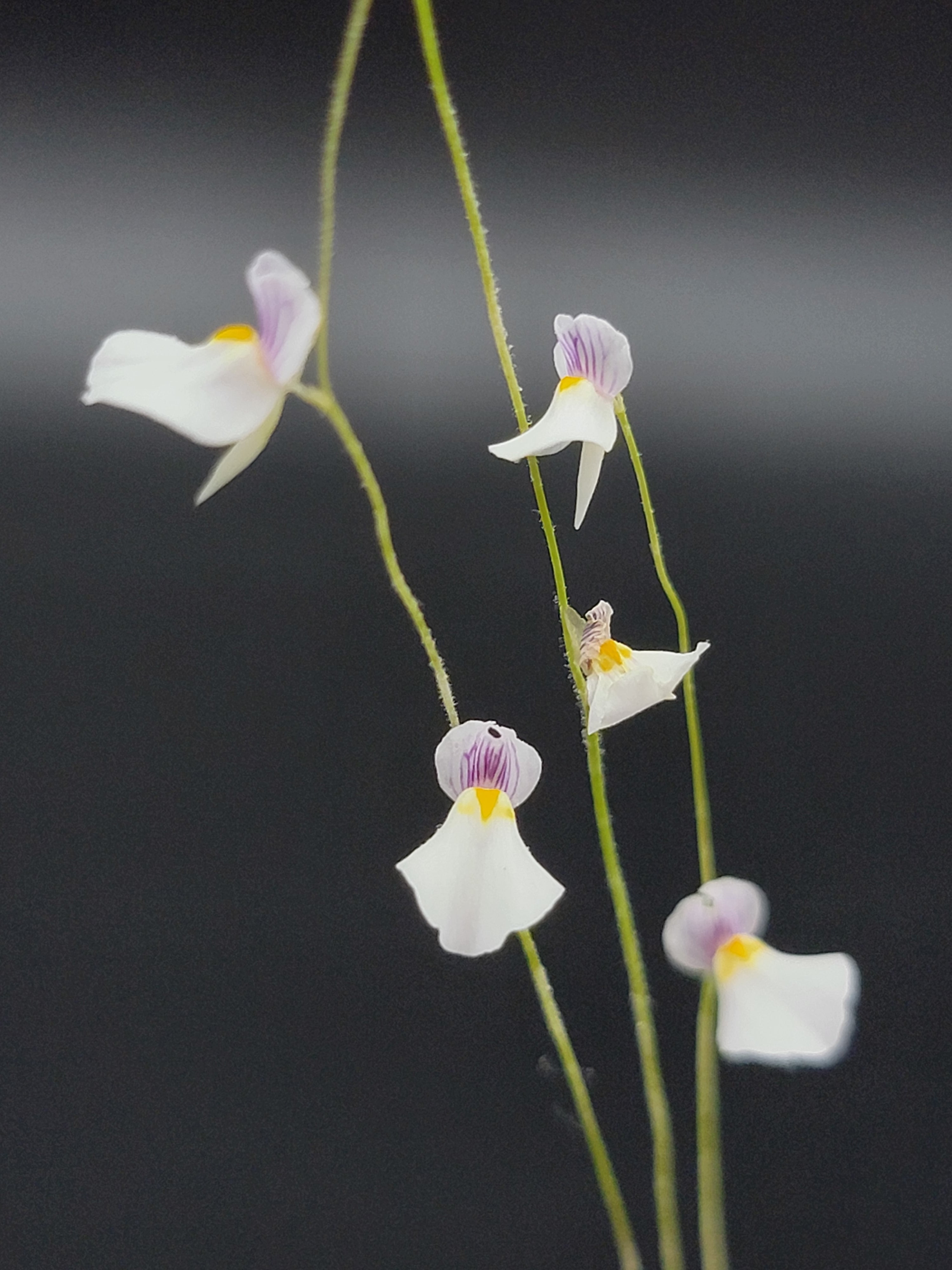 Utricularia blanchetii 'Chapada Diamantina, Brazil' is a tropical terrestial bladderwort endemic to central Bahia in Brazil.