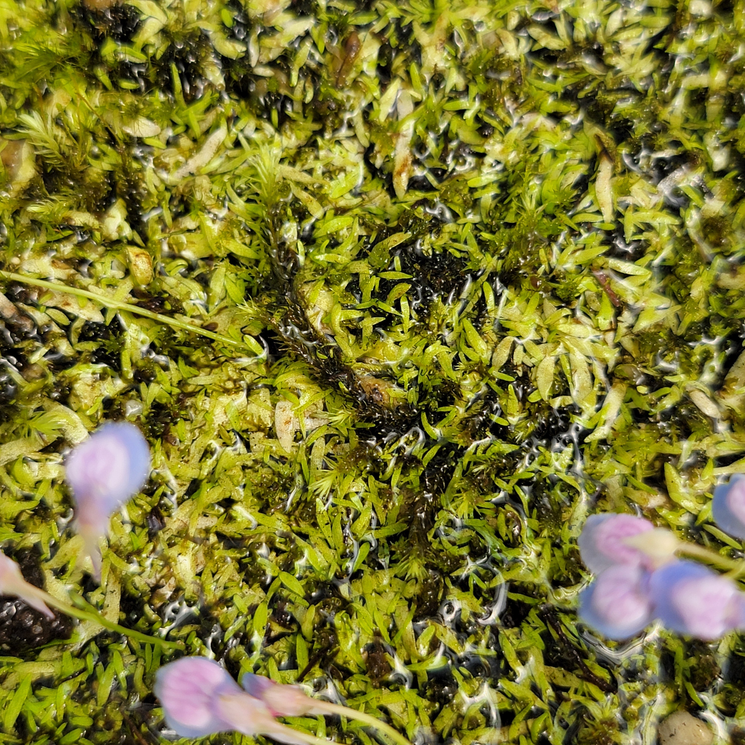 Utricularia graminifolia