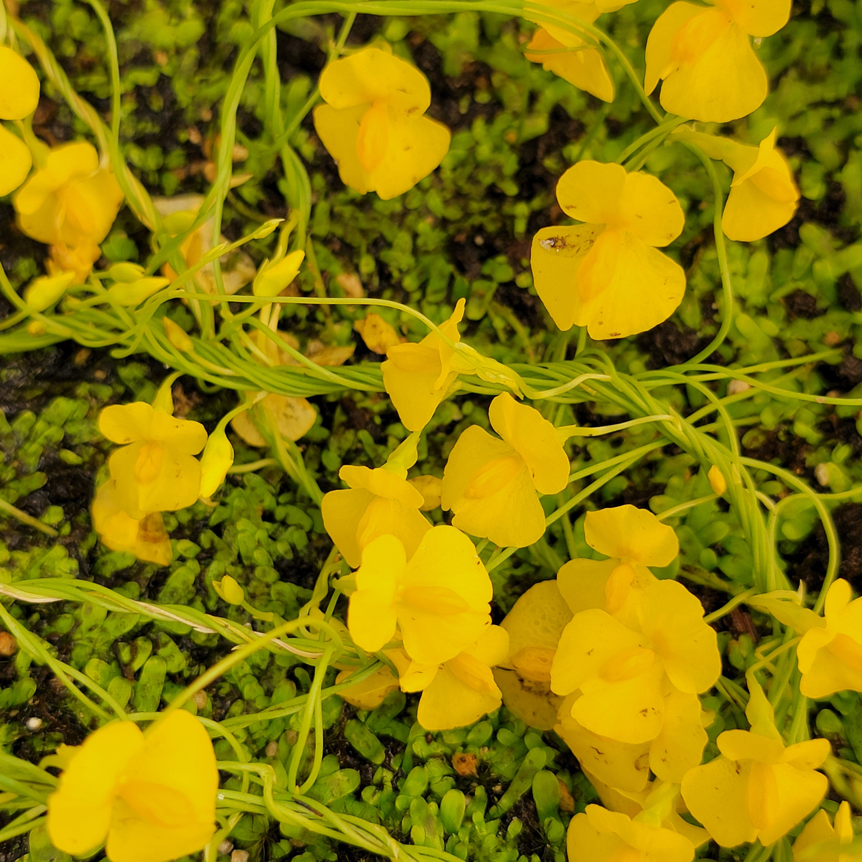 Utricularia involvens