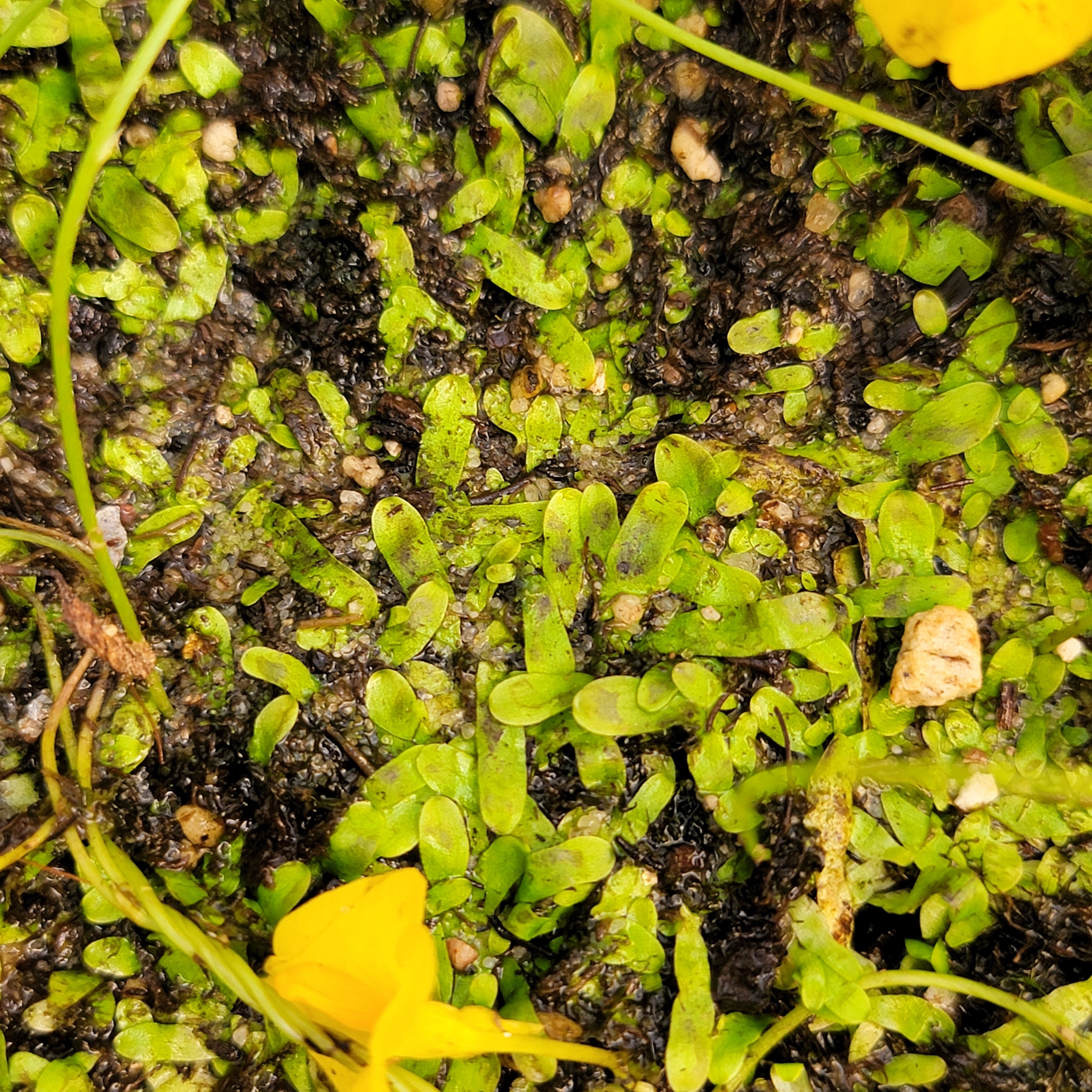 Utricularia involvens