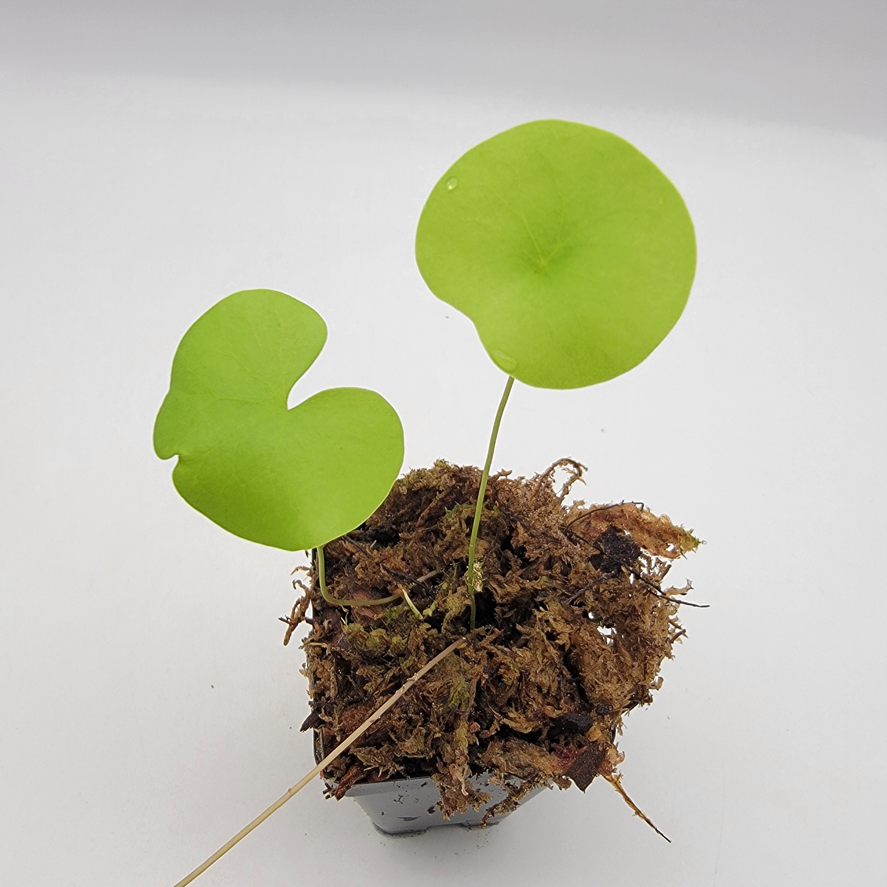 Utricularia nelumbifolia