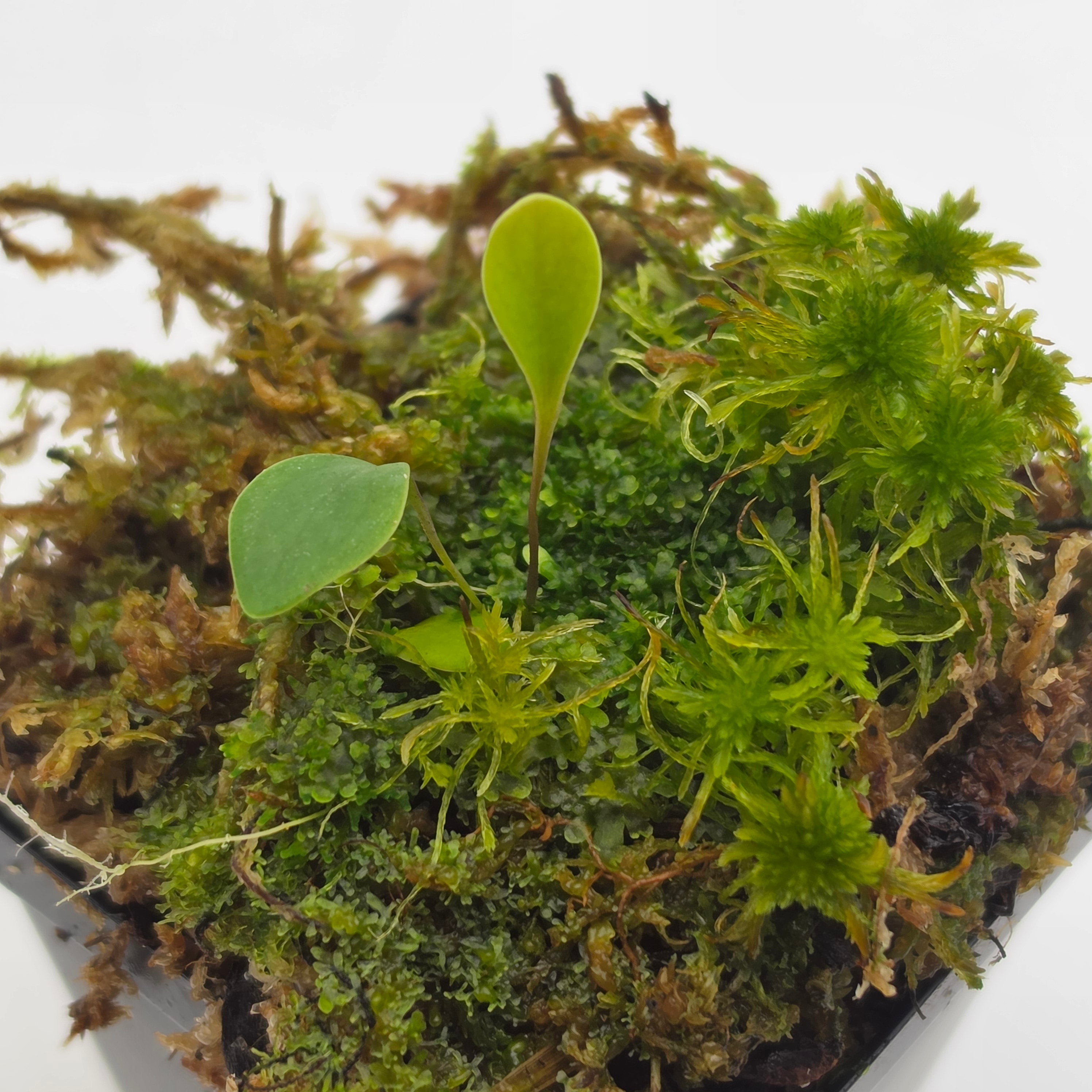 Utricularia quelchii - -Rainbow Carnivorous Plants LLC