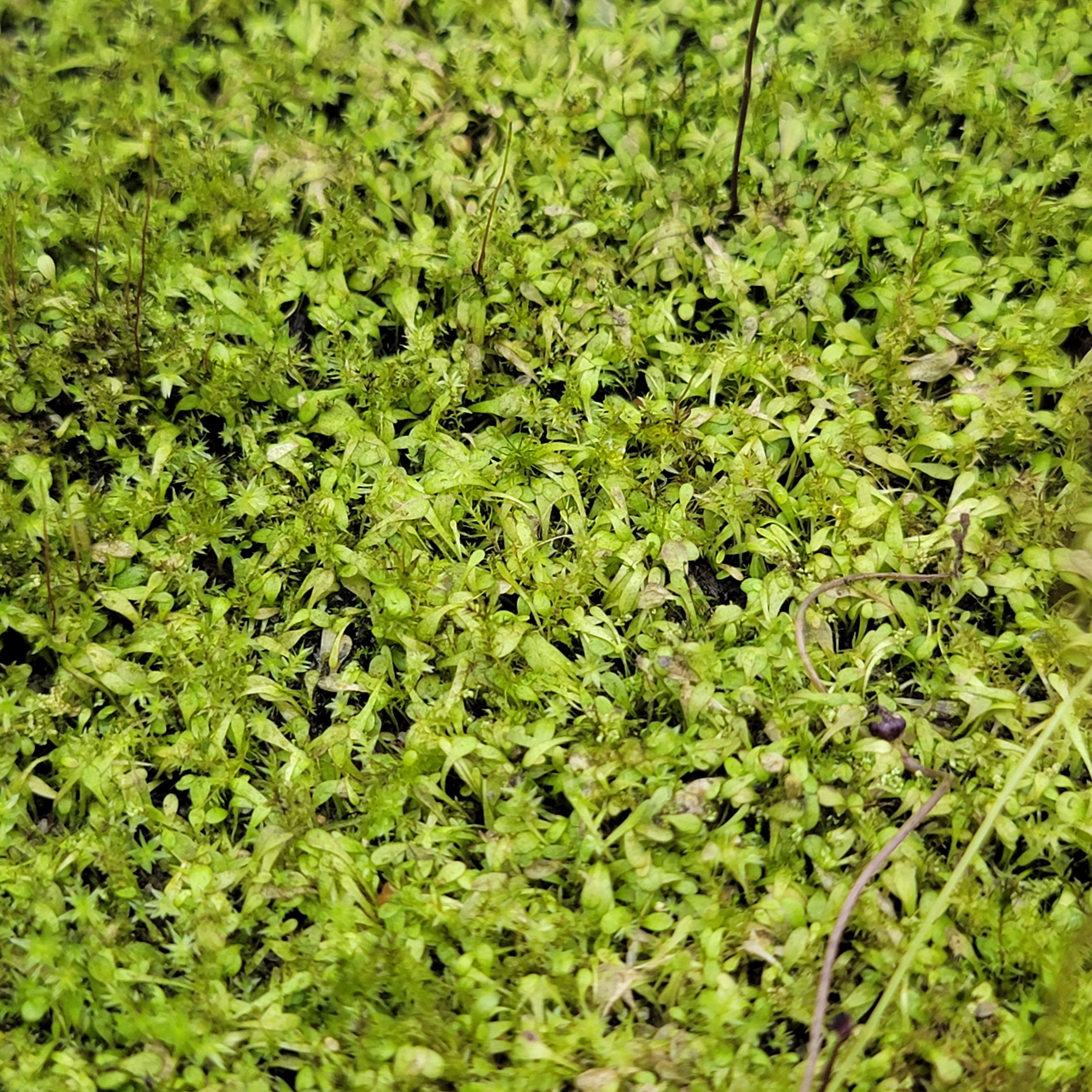 Utricularia welwitschii {Kundelungu Plateau, DRC} - -Rainbow Carnivorous Plants LLC